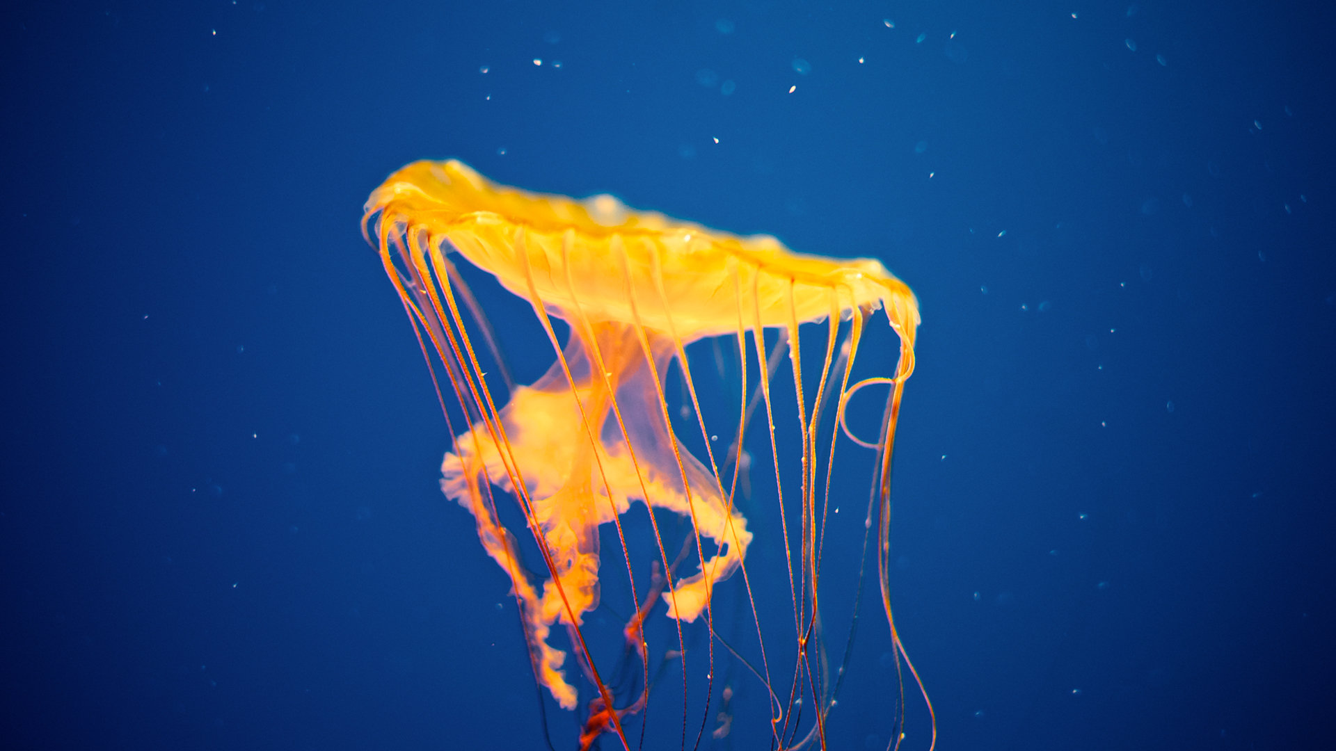 Best Jellyfish wallpaper ID:199818 for High Resolution full hd computer