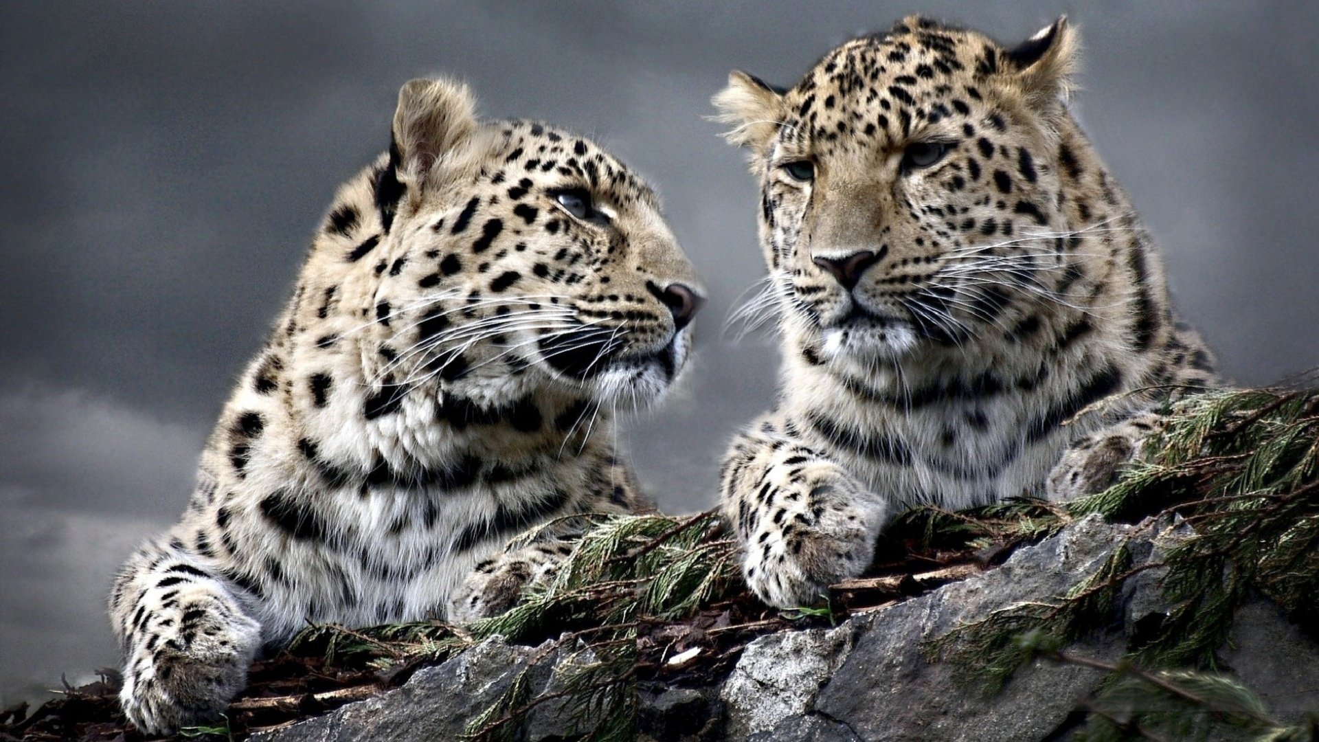 Awesome Leopard free wallpaper ID:448404 for full hd 1080p desktop