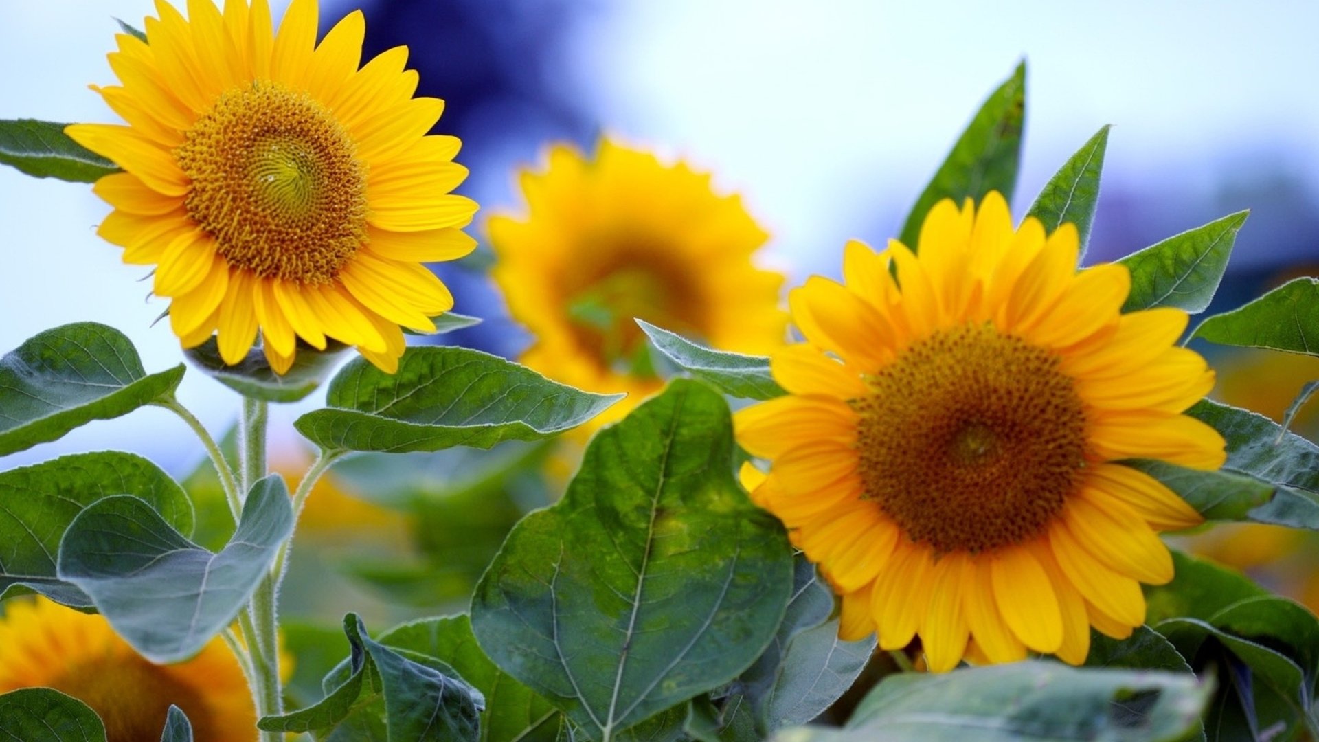 Best Sunflower background ID:226323 for High Resolution hd 1080p PC