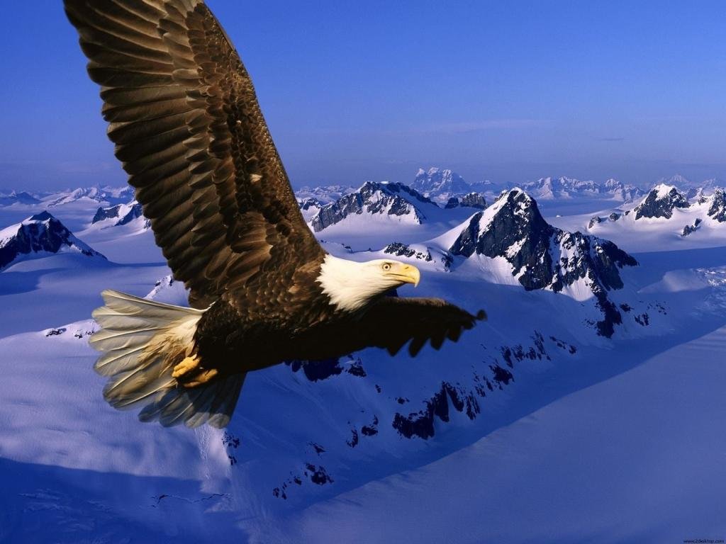 Free American Bald Eagle high quality wallpaper ID:68692 for hd 1024x768 PC