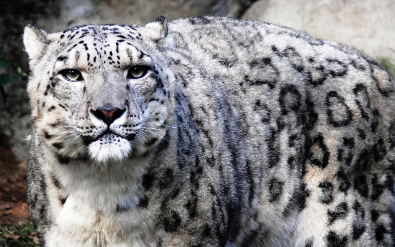 Free Snow Leopard high quality wallpaper ID:34299 for hd 1280x800 computer