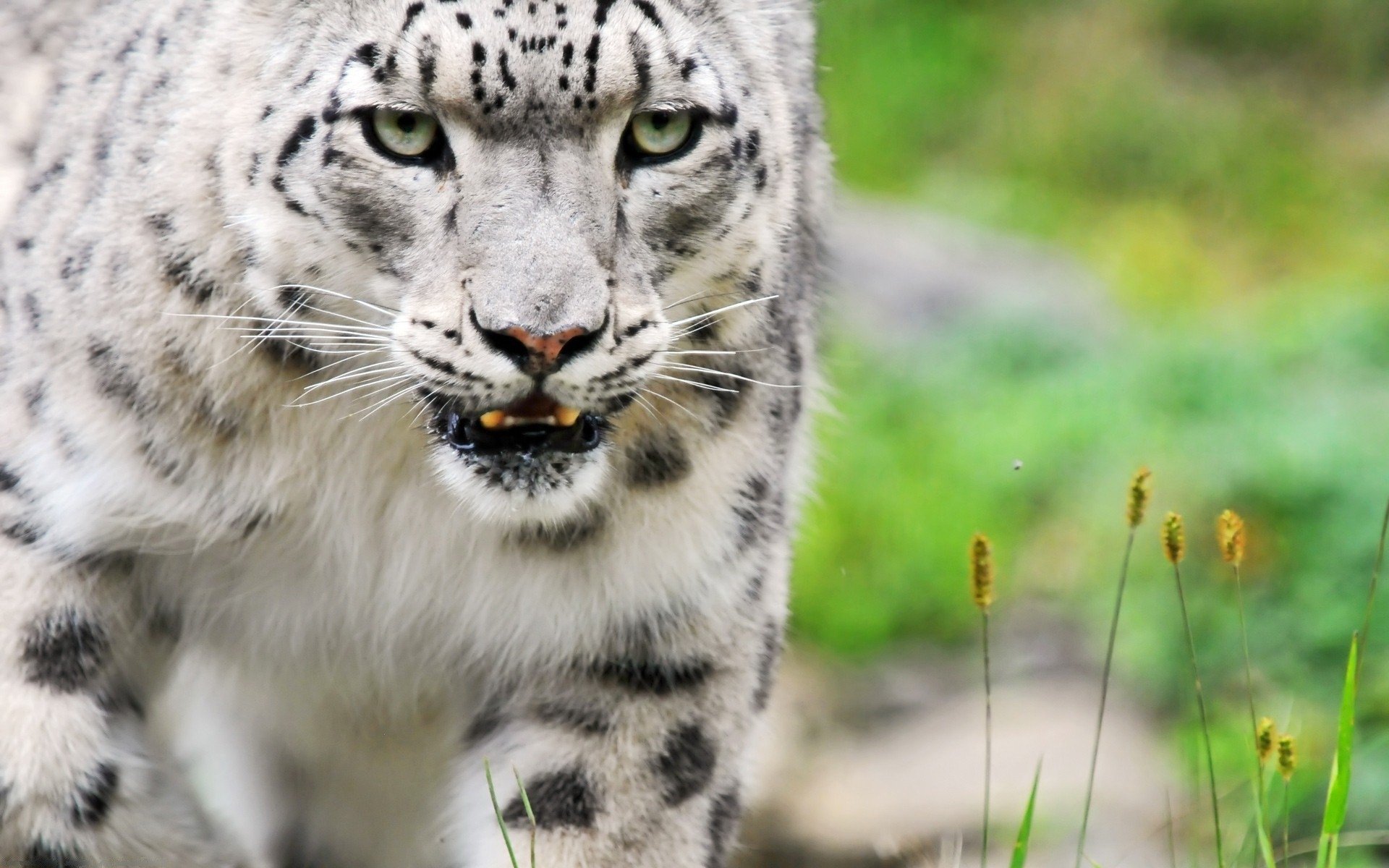 Free download Snow Leopard wallpaper ID:34510 hd 1920x1200 for computer