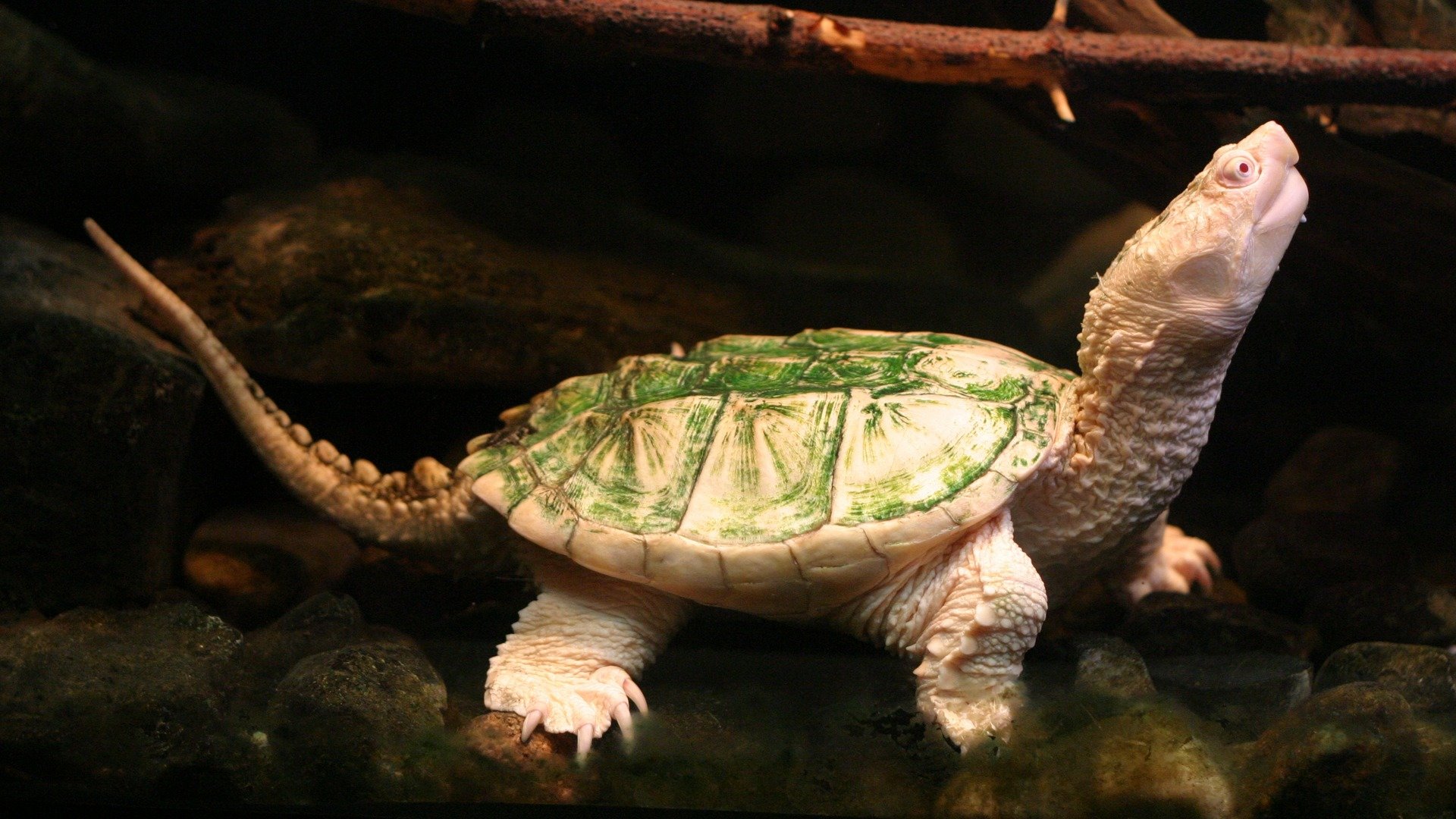 Free Turtle high quality background ID:29758 for full hd desktop