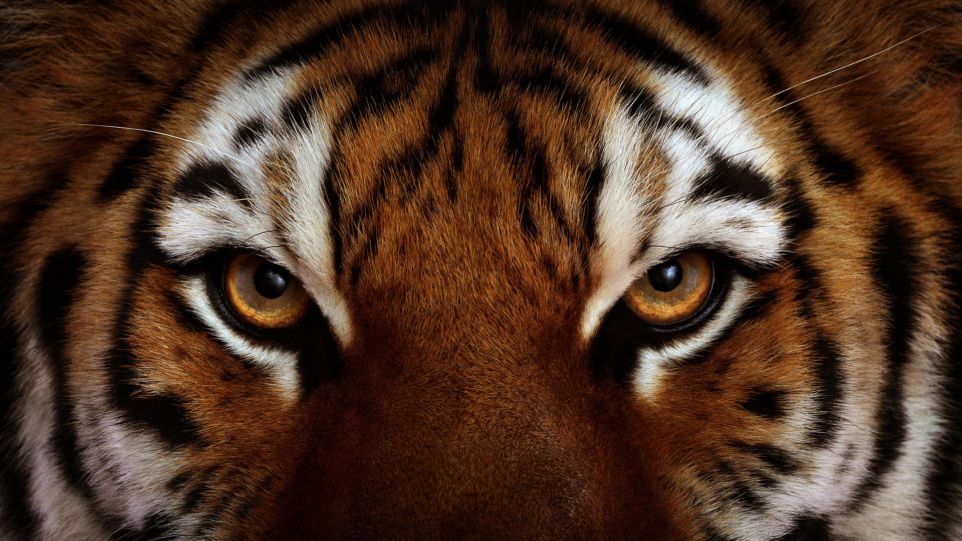 Awesome Tiger free background ID:115629 for 1080p computer