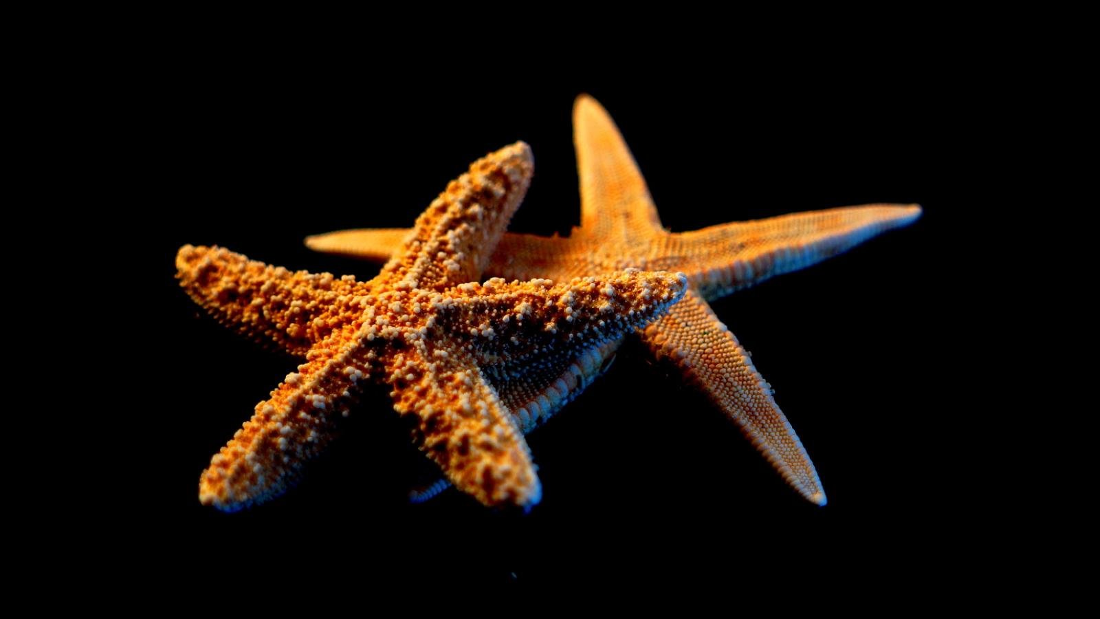 Free Starfish high quality background ID:29734 for hd 1600x900 computer