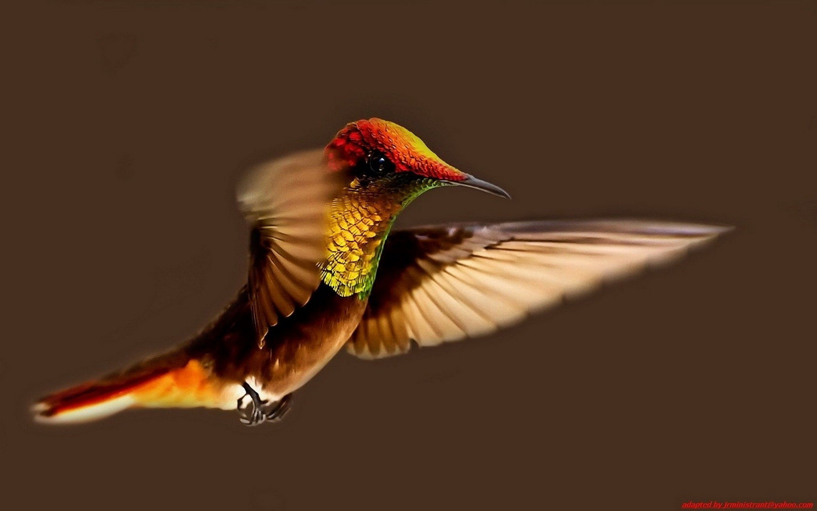 Free Hummingbird high quality background ID:215712 for hd 1680x1050 computer