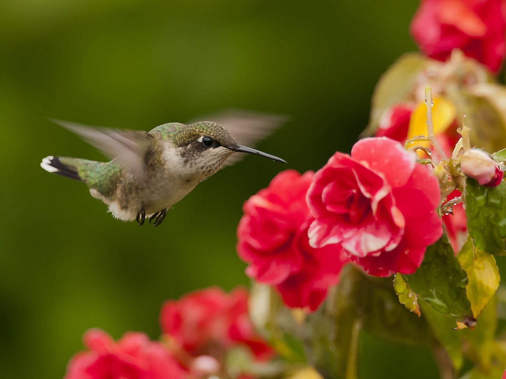 Best Hummingbird background ID:215770 for High Resolution hd 1920x1440 PC