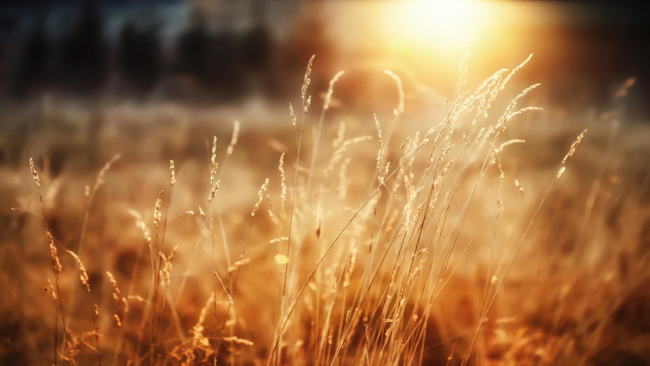 Awesome Wheat free wallpaper ID:392112 for hd 2560x1440 PC