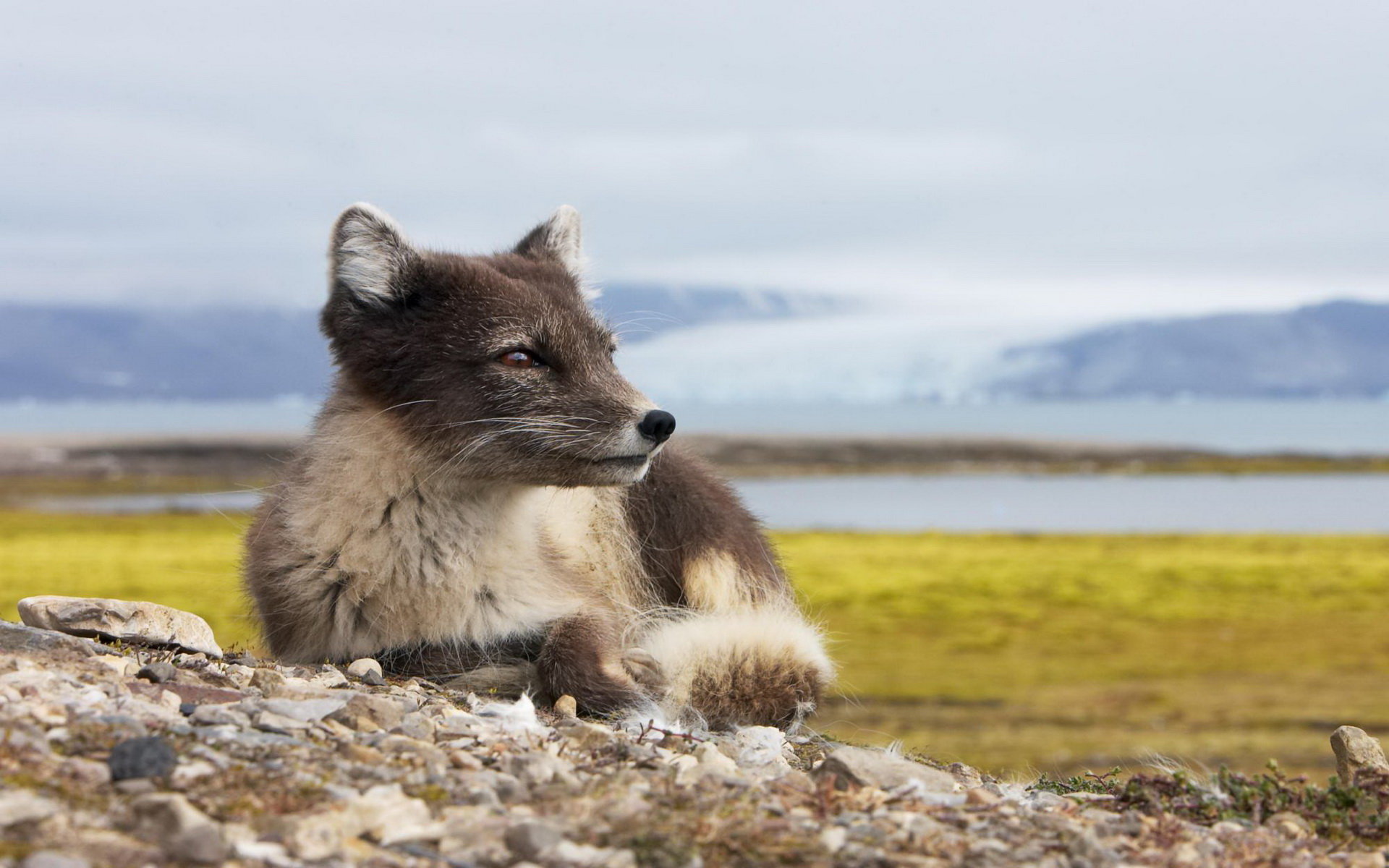 Free download Arctic Fox background ID:98777 hd 1920x1200 for computer