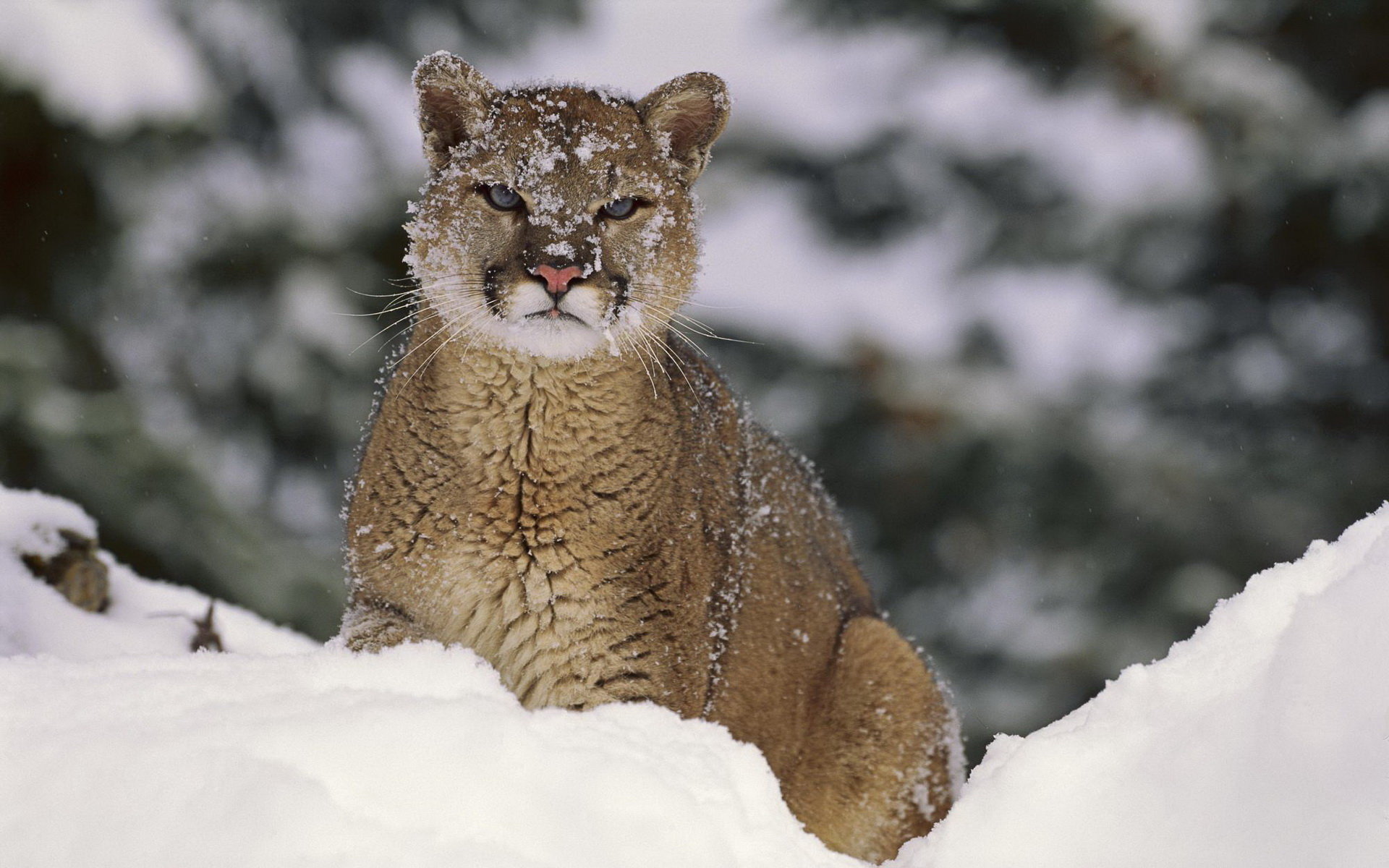 Awesome Cougar free background ID:81720 for hd 1920x1200 desktop