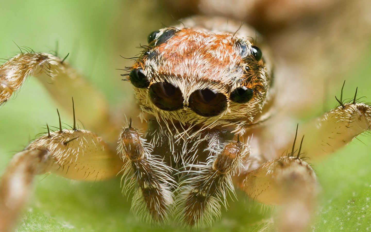Free Spider high quality background ID:22424 for hd 1440x900 desktop