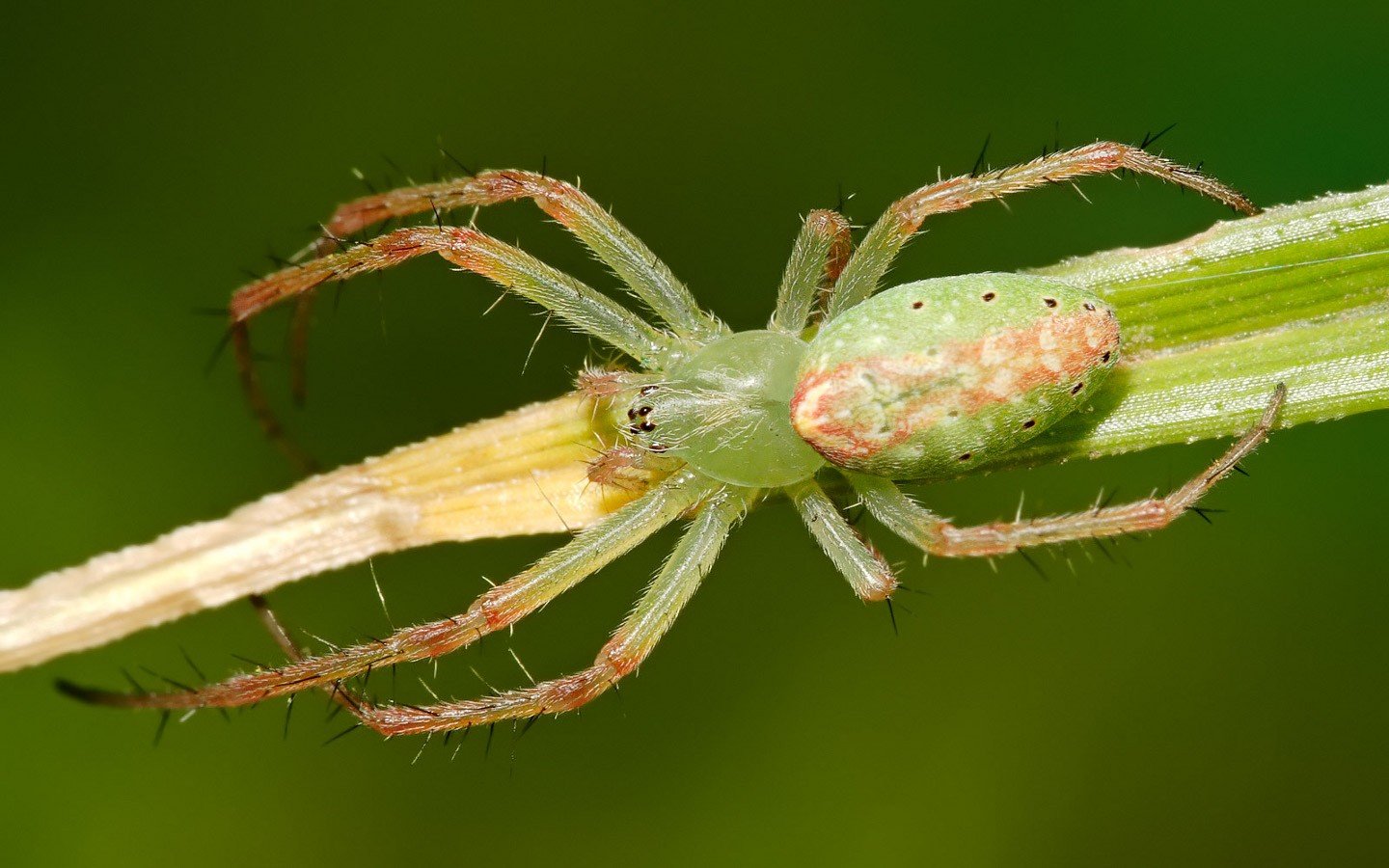 High resolution Spider hd 1440x900 background ID:22425 for PC