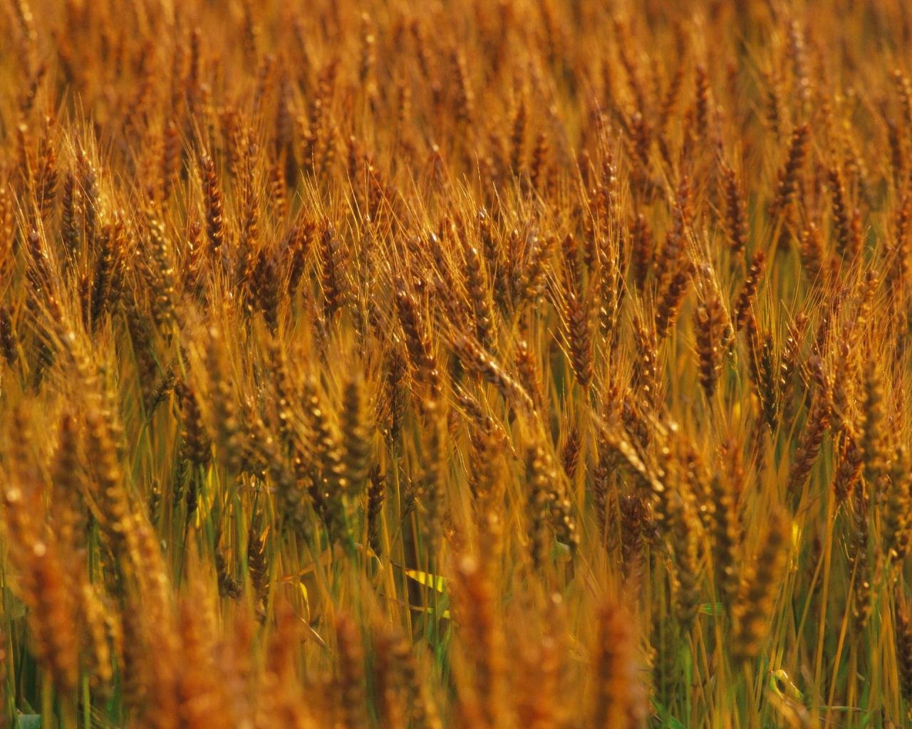 Free download Wheat background ID:392078 hd 1280x1024 for desktop