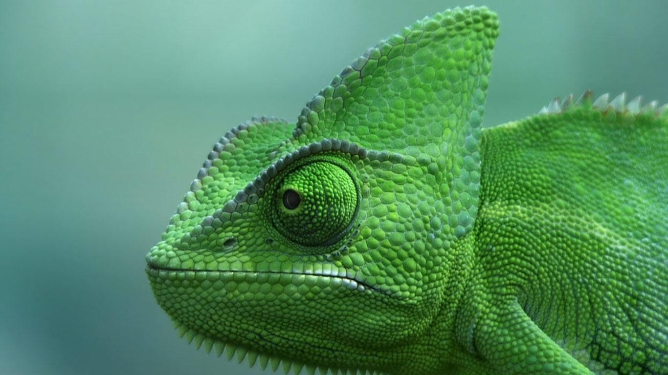 Awesome Chameleon free background ID:462471 for hd 1366x768 computer