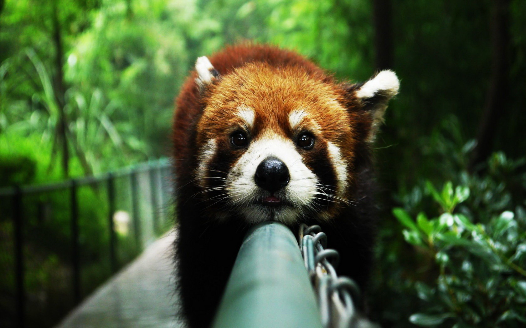 Free Red Panda high quality background ID:64020 for hd 1680x1050 desktop