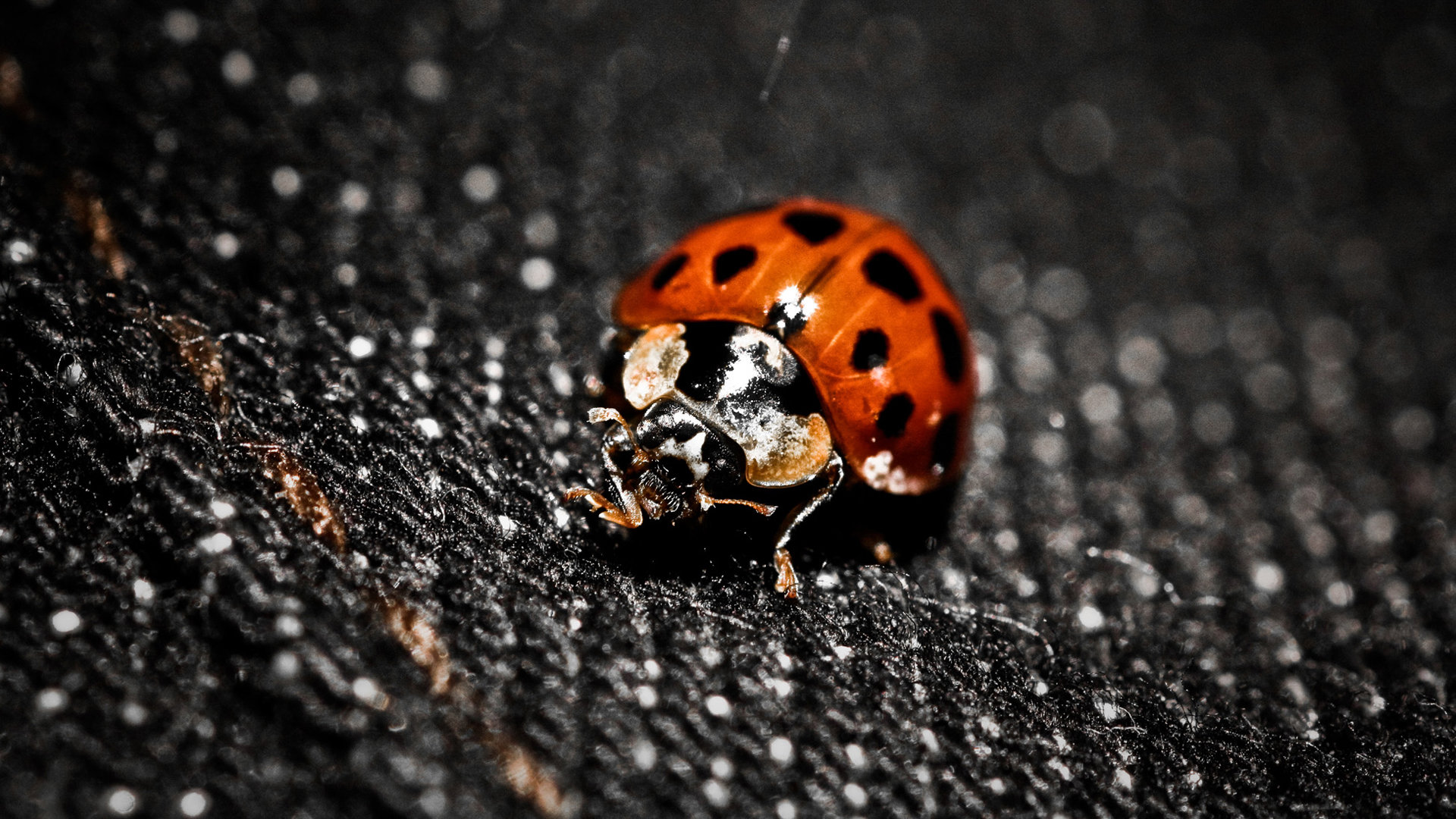 High resolution Ladybug hd 1920x1080 background ID:270325 for PC