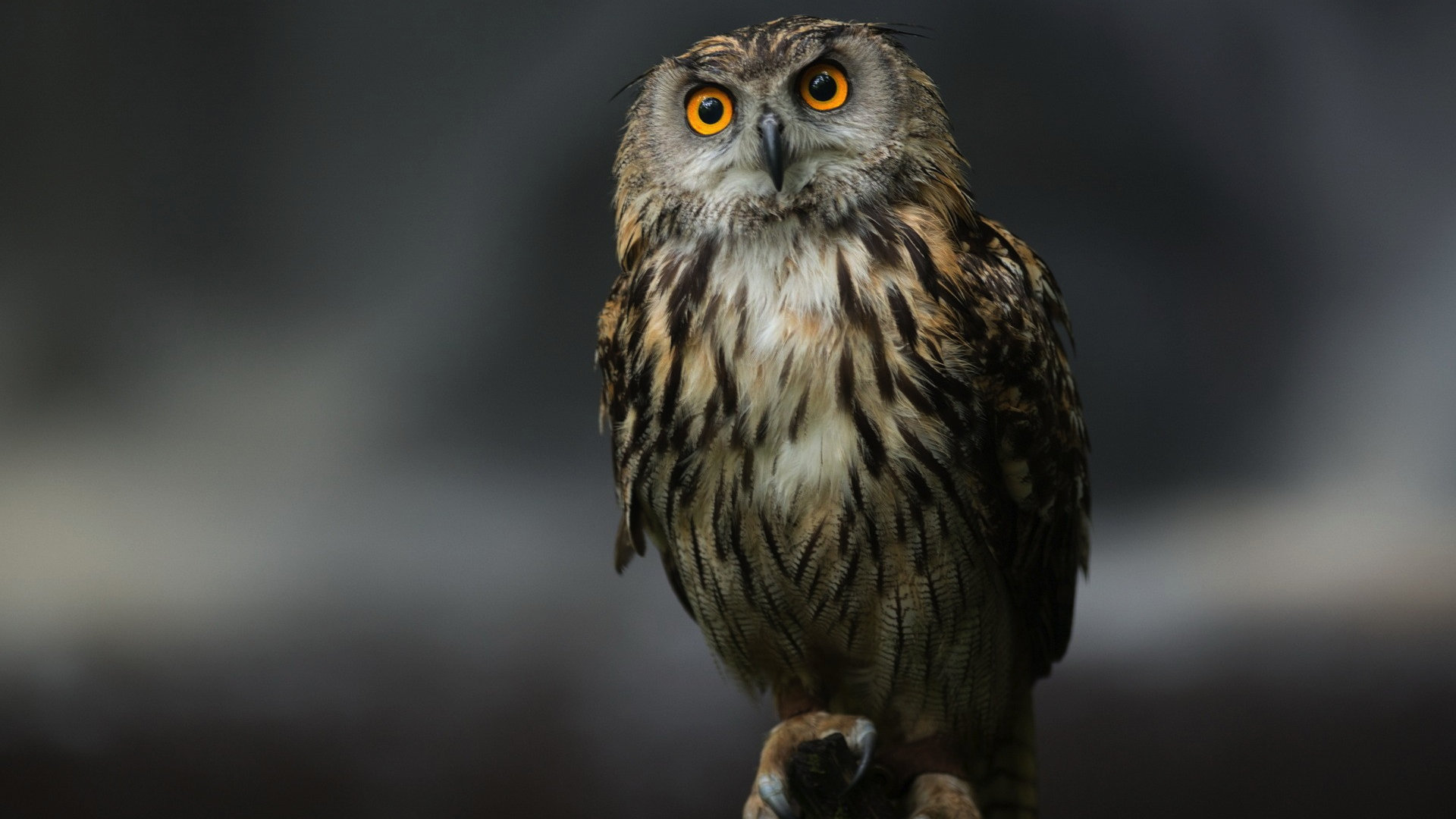 Awesome Owl free wallpaper ID:236929 for hd 1920x1080 desktop