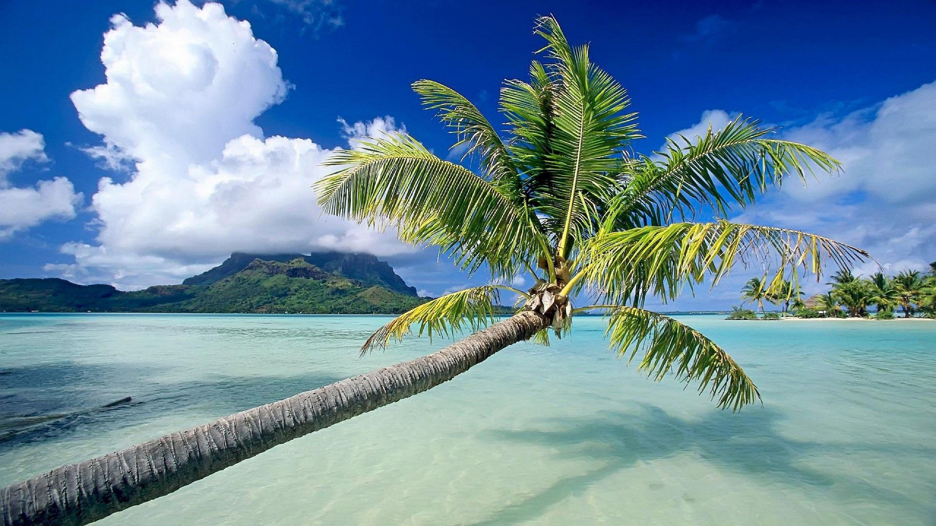 Free download Palm Tree wallpaper ID:407782 hd 1080p for computer