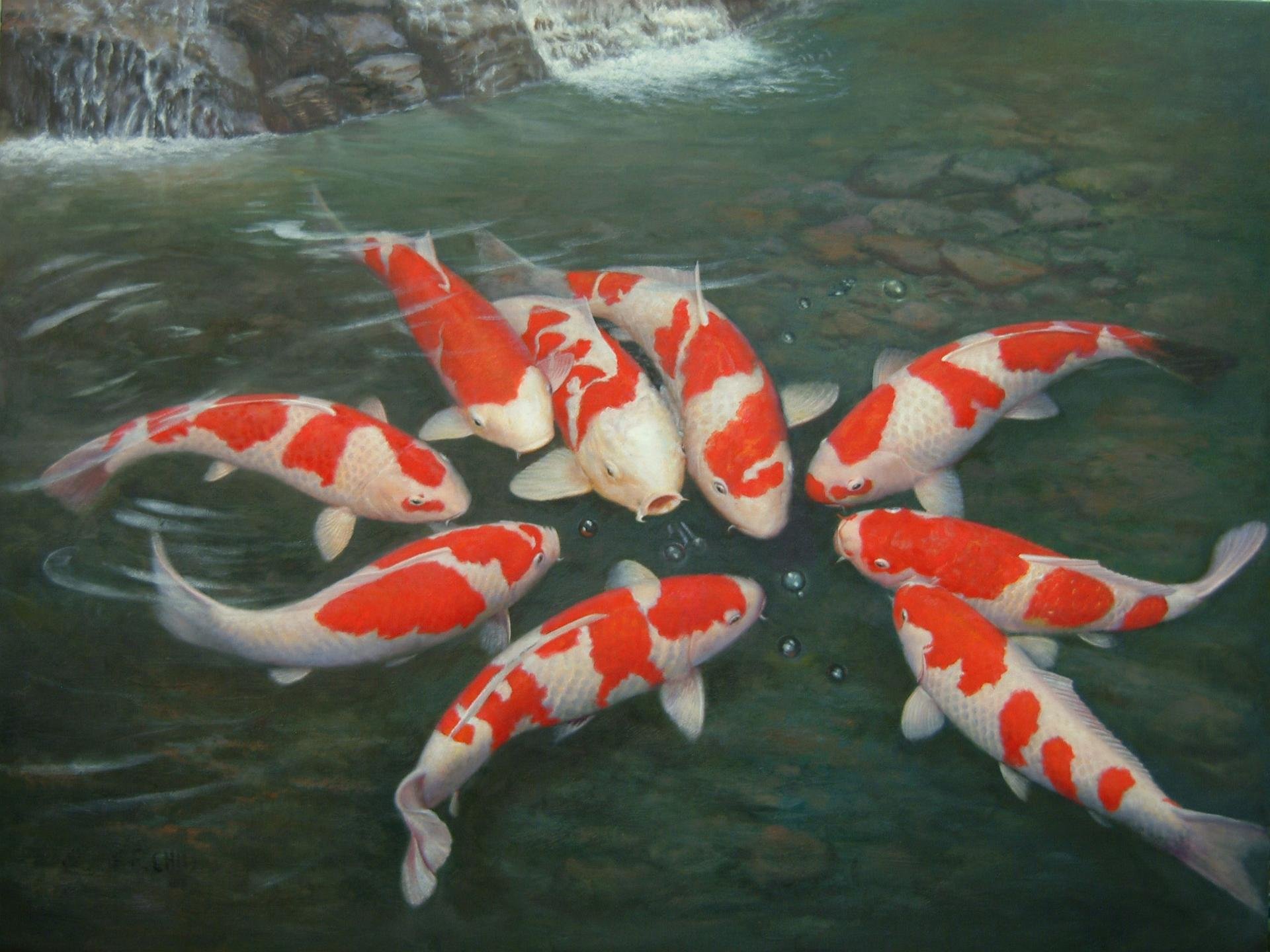 Free download Koi background ID:134456 hd 1920x1440 for PC
