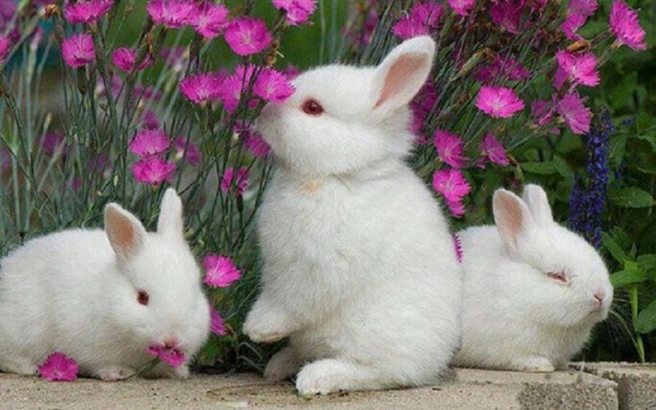Download hd 1280x800 Rabbit & Bunny PC background ID:249057 for free