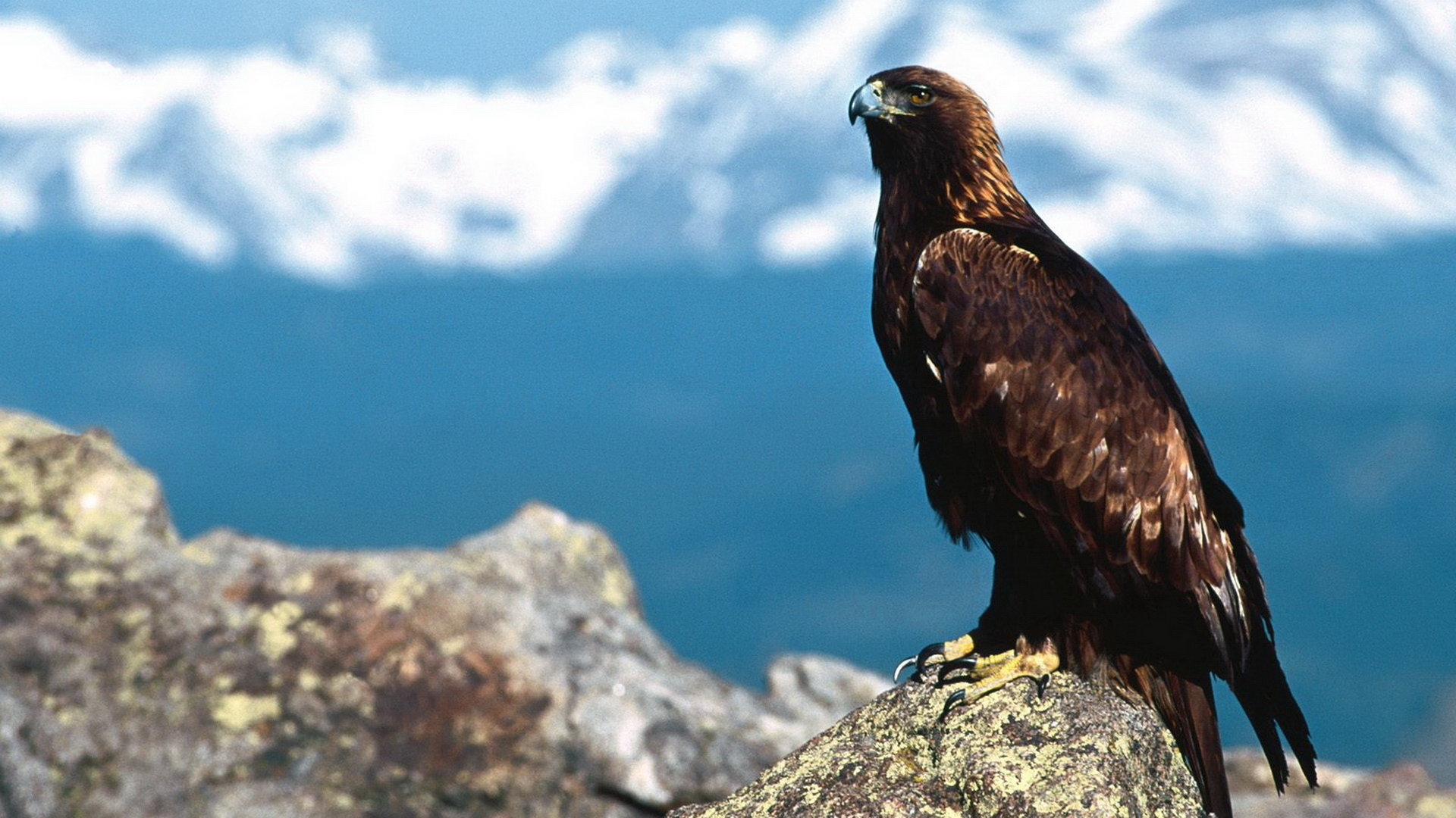Awesome Eagle free wallpaper ID:231352 for hd 1920x1080 desktop