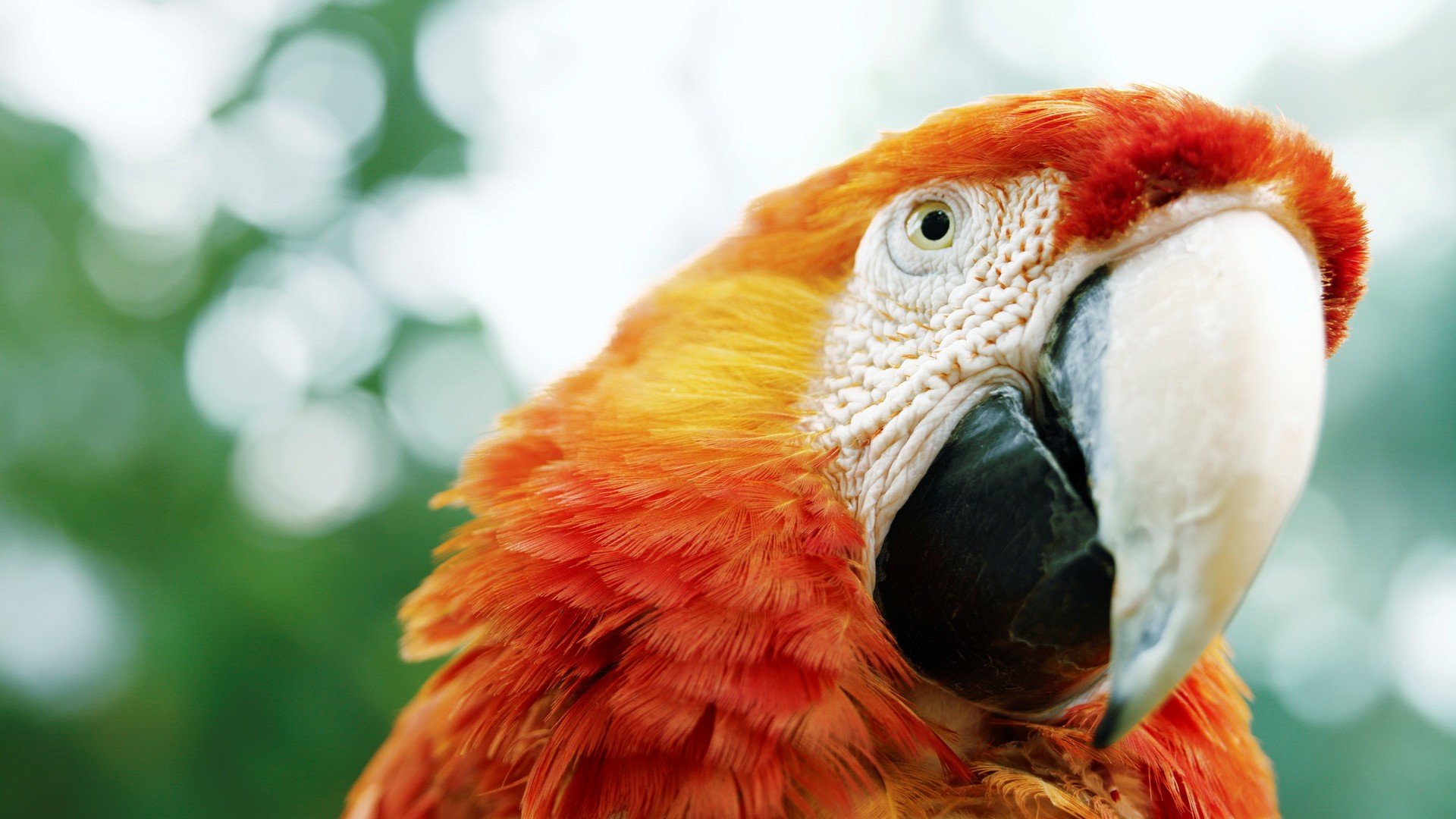 Awesome Macaw free background ID:46294 for full hd 1080p desktop