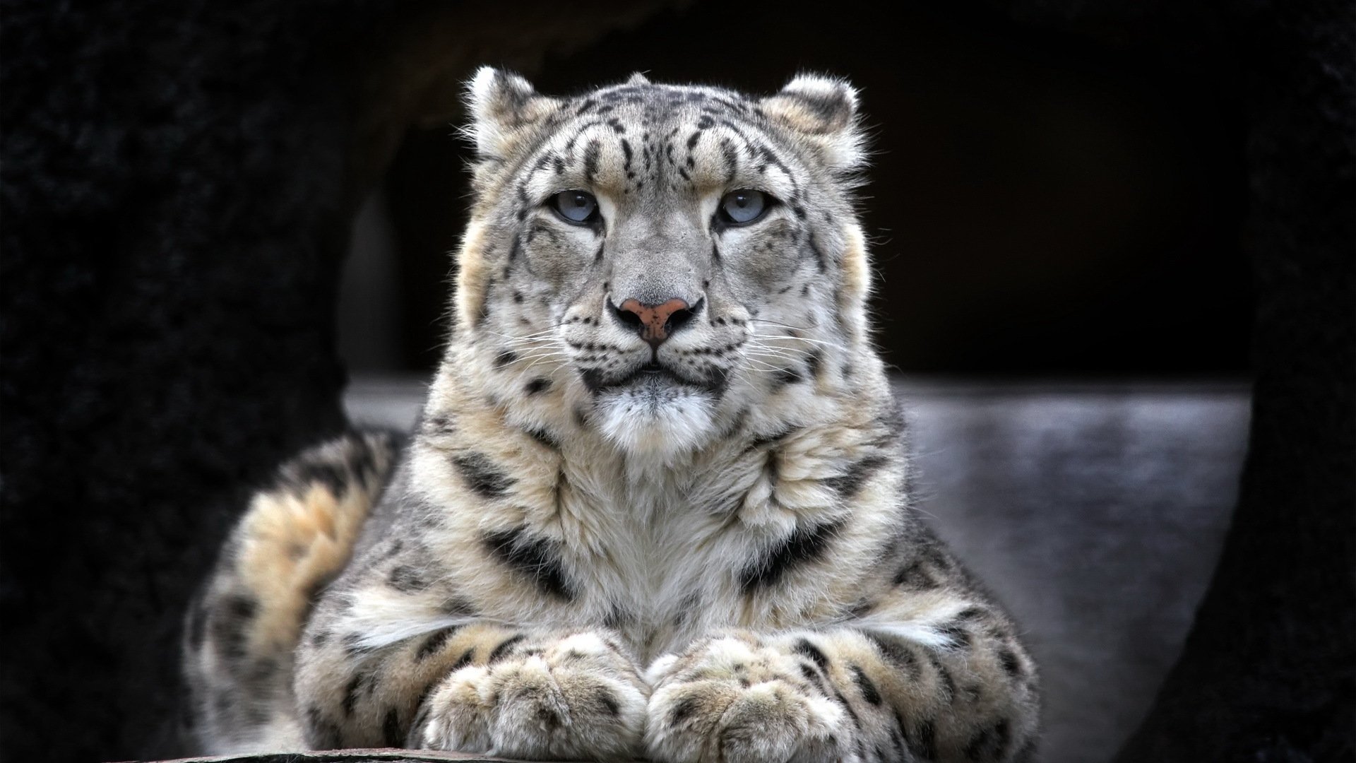 Download hd 1920x1080 Snow Leopard computer wallpaper ID:34414 for free