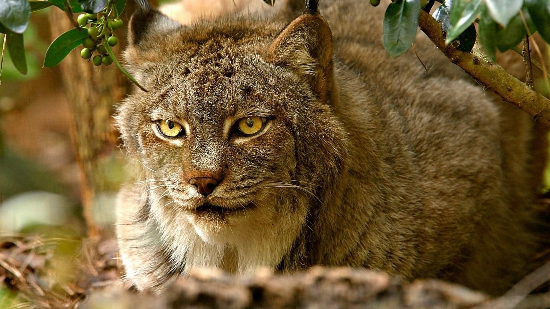 Free Lynx high quality background ID:105841 for full hd 1080p computer