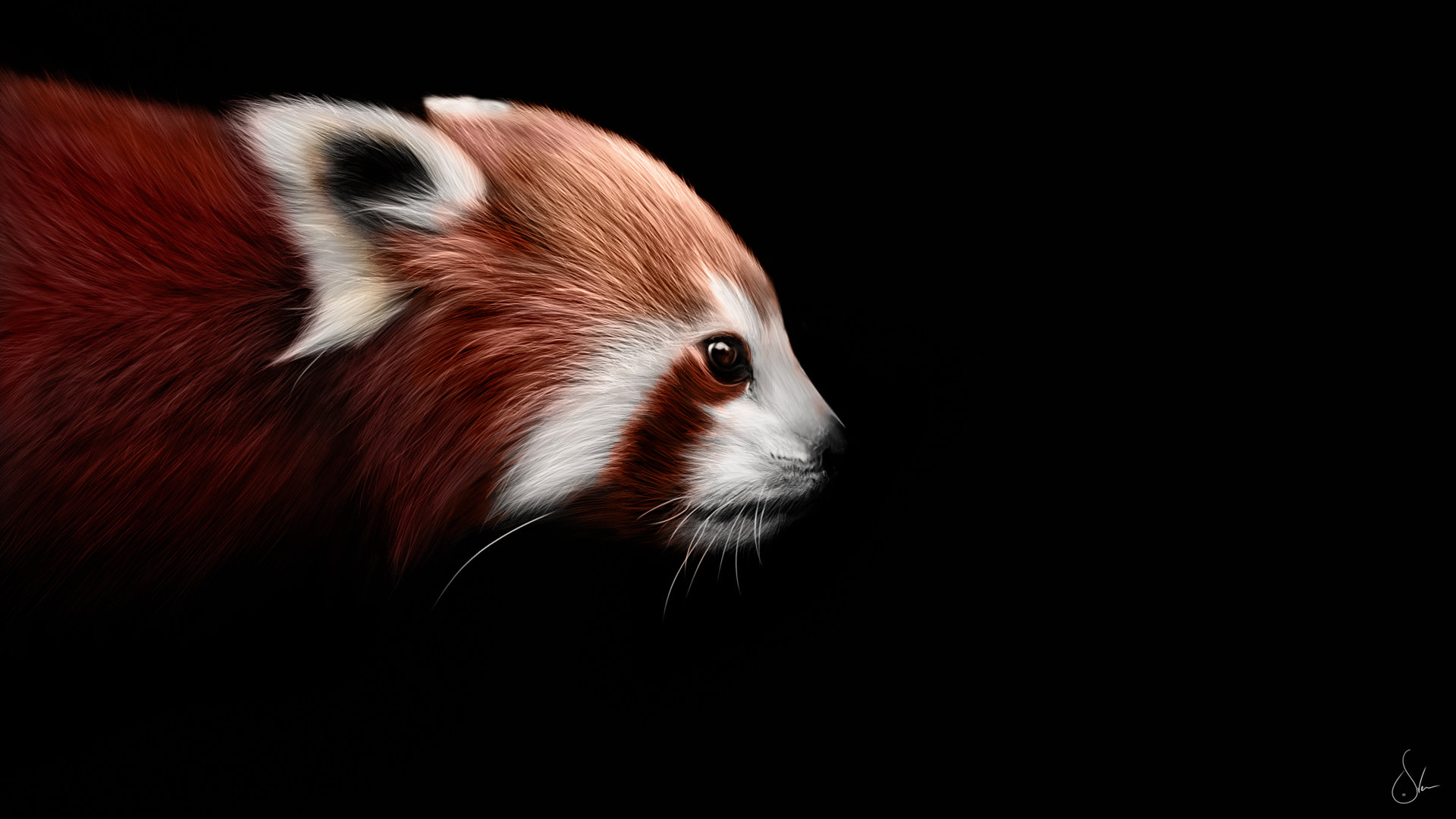 Free download Red Panda background ID:63993 full hd 1920x1080 for desktop