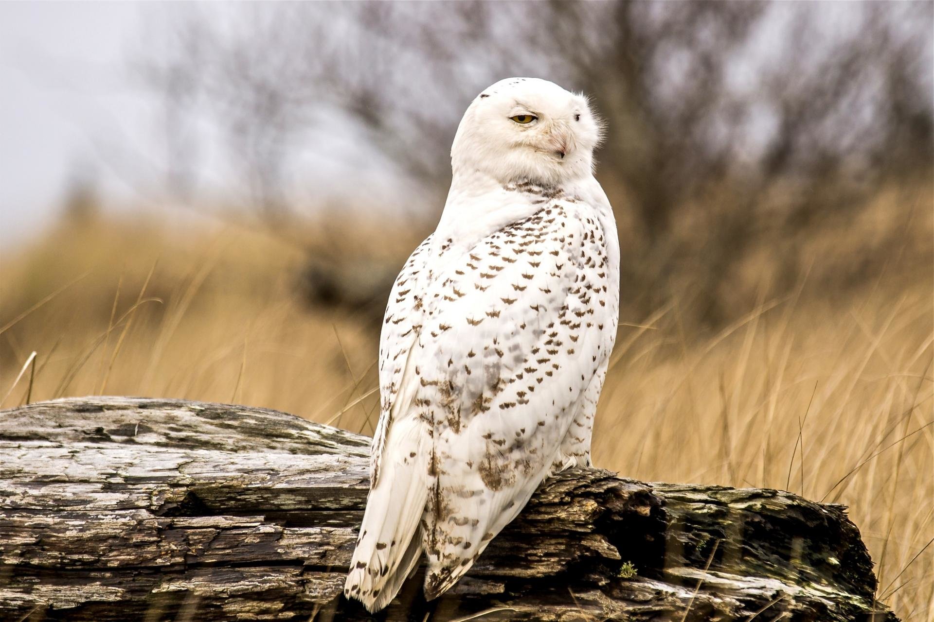 Awesome Snowy Owl free wallpaper ID:26784 for hd 1920x1280 PC
