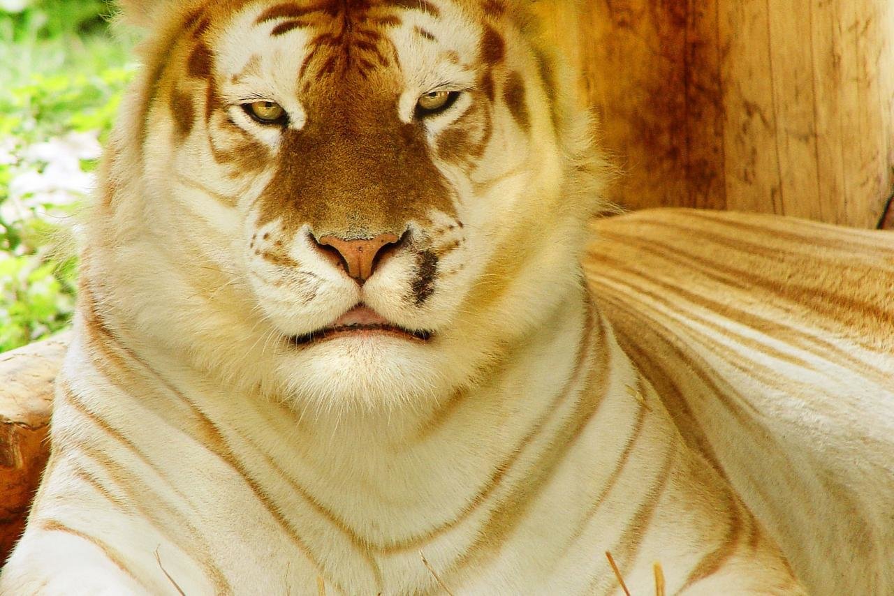 Awesome White Tiger free wallpaper ID:174906 for hd 1280x854 computer