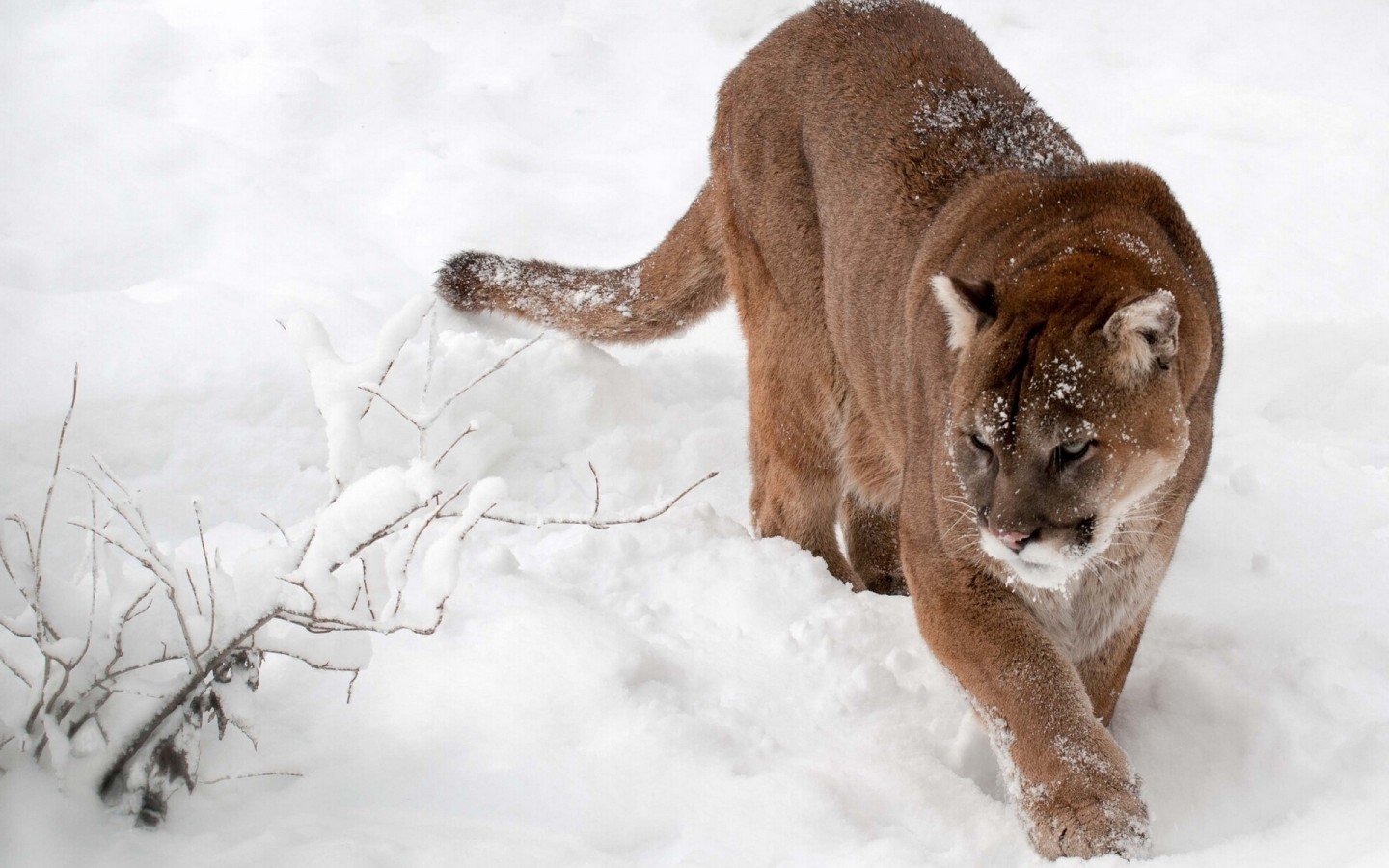 Awesome Cougar free background ID:81719 for hd 1440x900 PC
