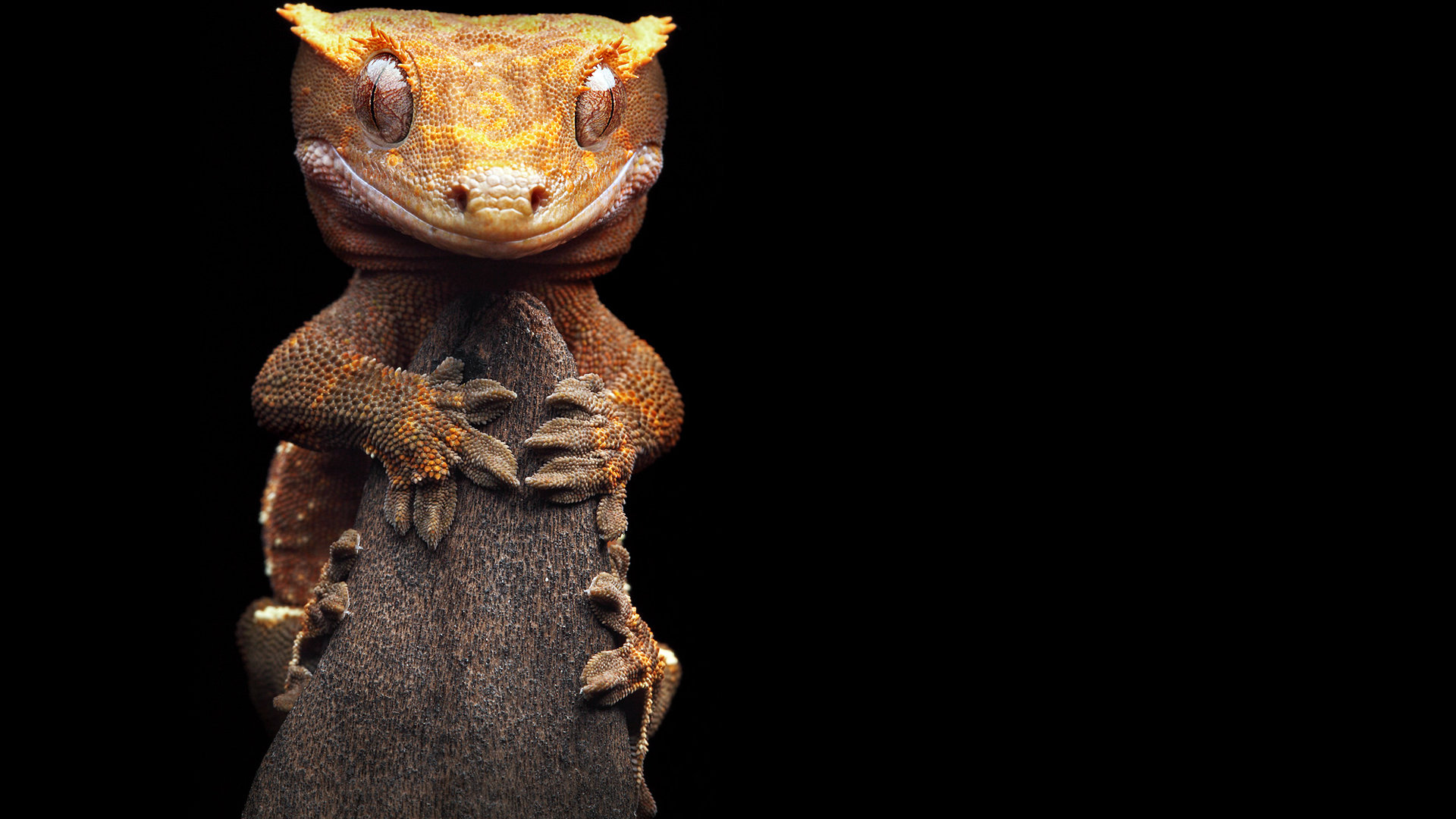 Awesome Gecko free wallpaper ID:114520 for full hd 1080p desktop