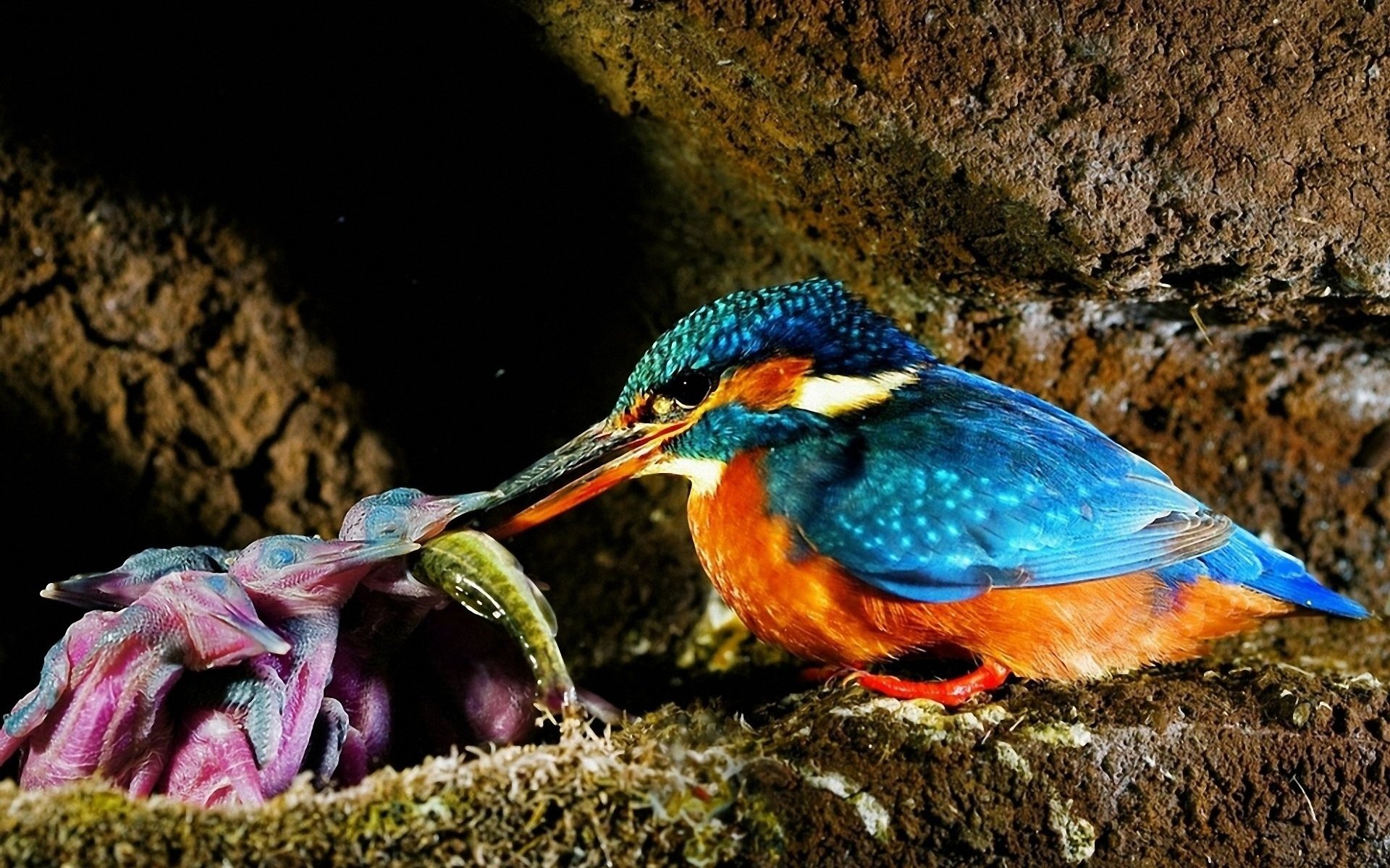 Awesome Kingfisher free wallpaper ID:311319 for hd 1920x1200 desktop