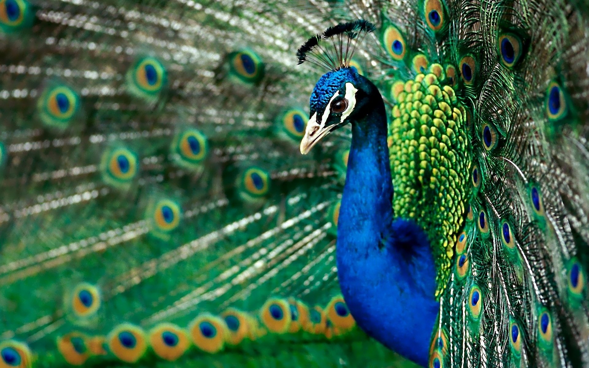 High resolution Peacock hd 1920x1200 background ID:151752 for desktop