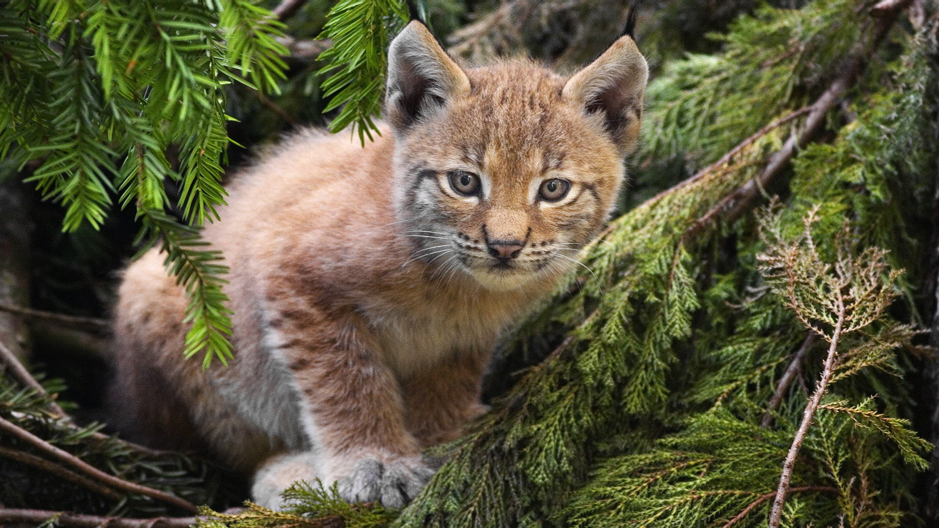 Awesome Lynx free wallpaper ID:105743 for full hd 1080p desktop