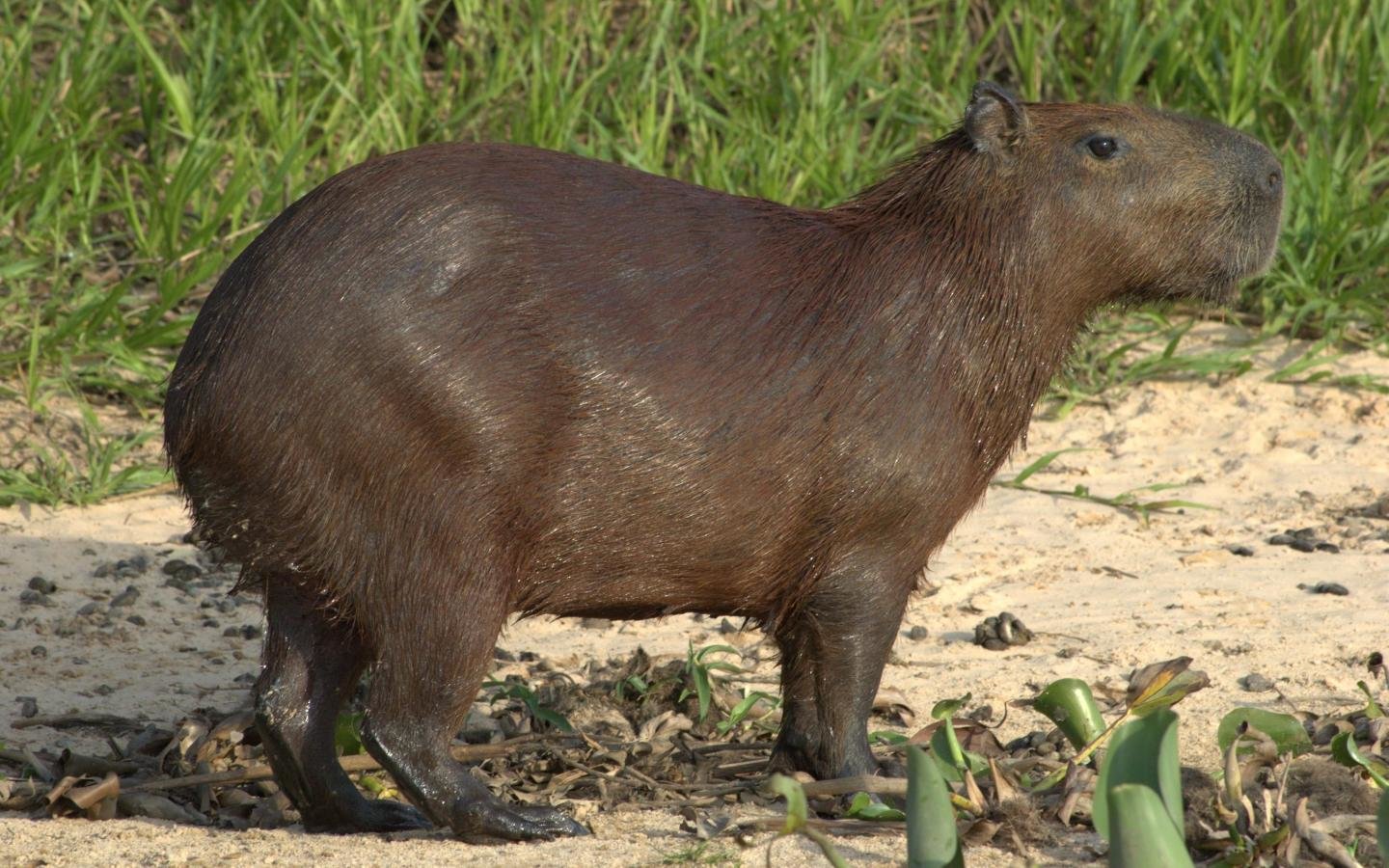 Best Capybara background ID:465263 for High Resolution hd 1440x900 PC