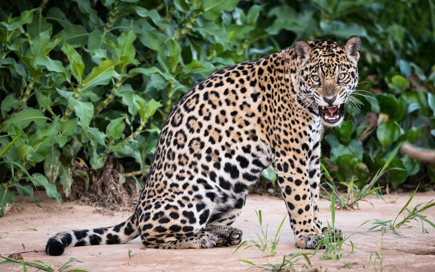 Free Jaguar high quality background ID:30200 for hd 1440x900 PC