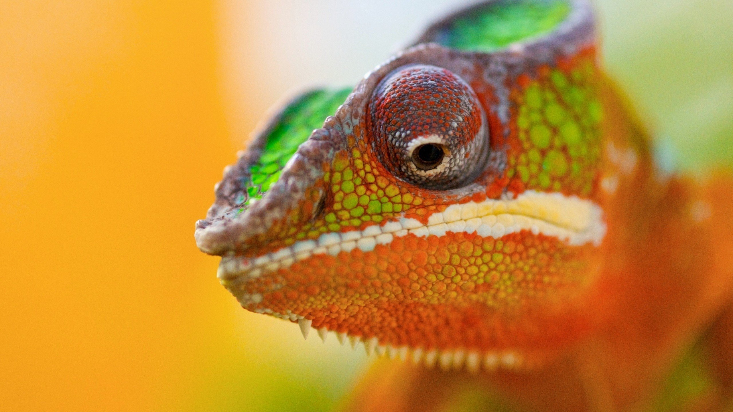 Free Chameleon high quality wallpaper ID:462565 for hd 2560x1440 computer