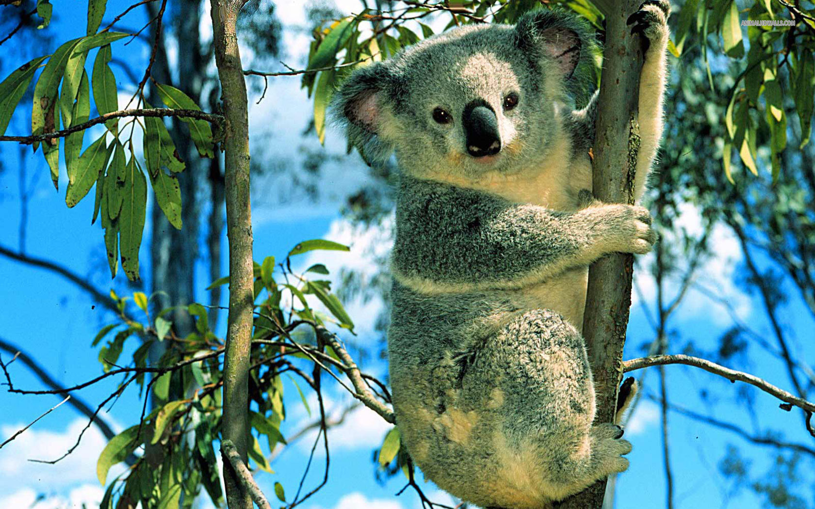Download hd 1680x1050 Koala computer background ID:74262 for free