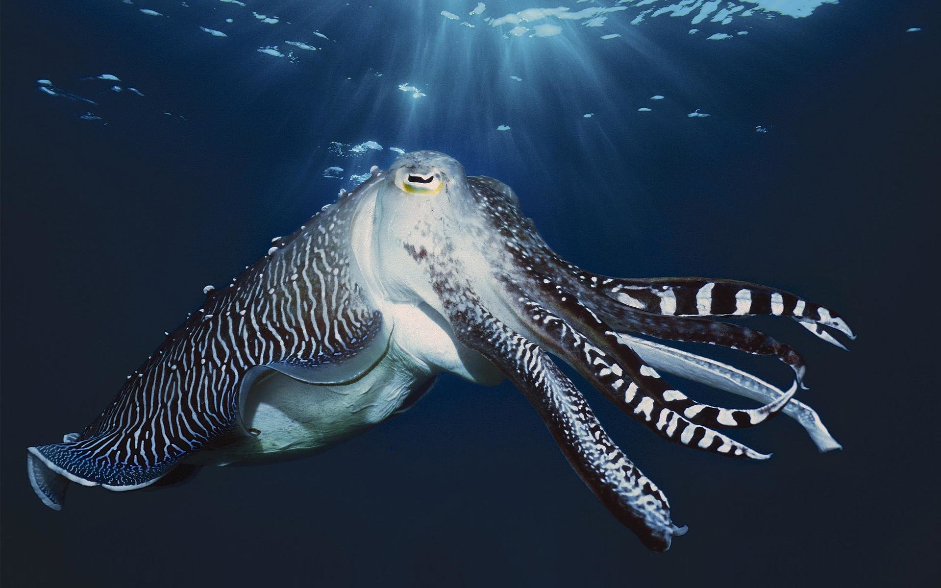 Awesome Cuttlefish free background ID:239833 for hd 1920x1200 desktop