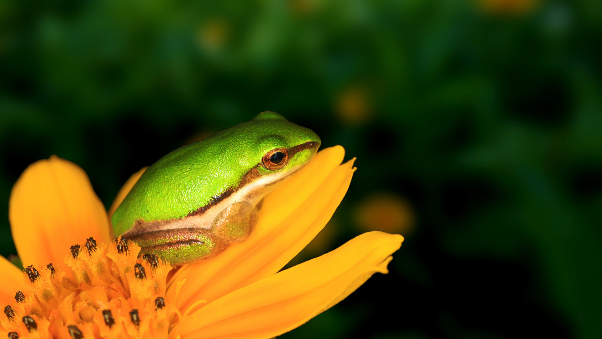 High resolution Frog hd 1080p wallpaper ID:328883 for PC