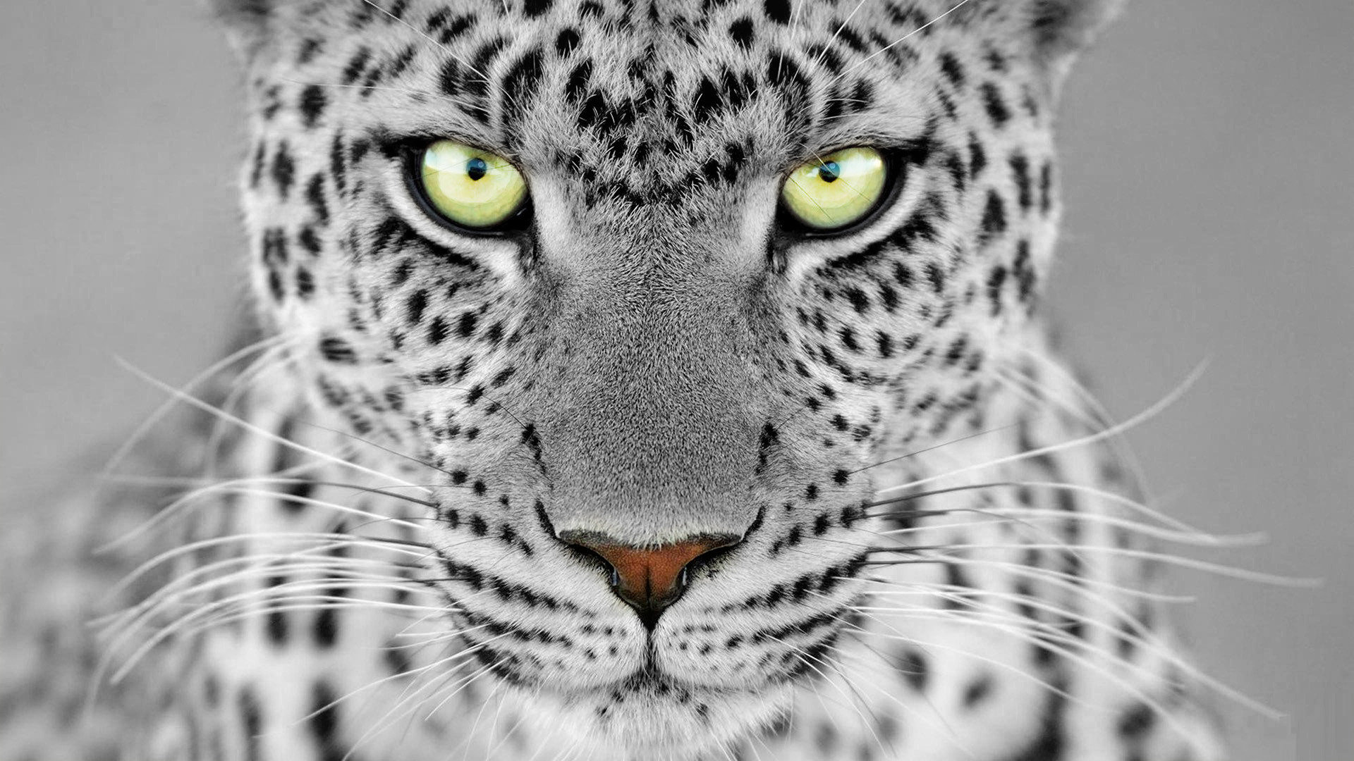 Awesome Leopard free background ID:447964 for 1080p desktop