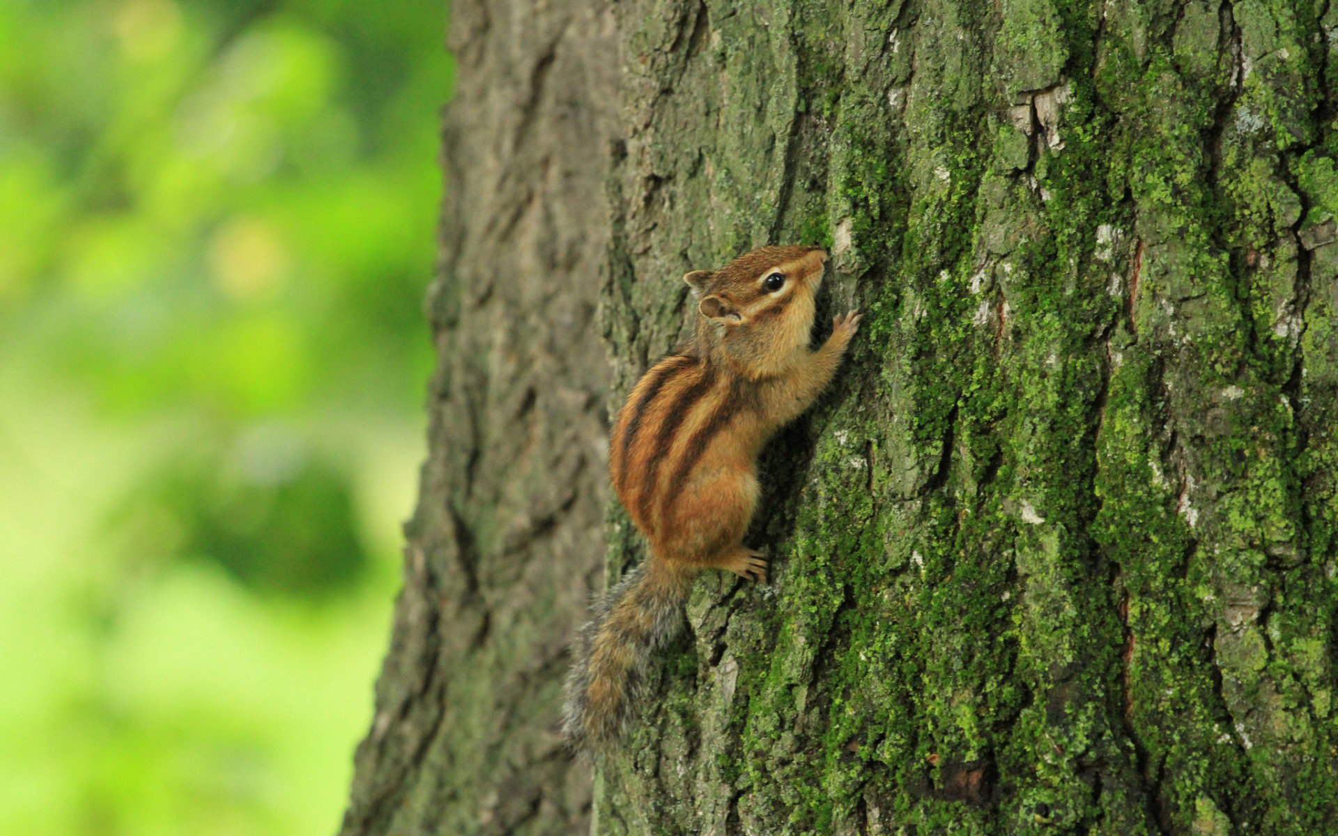 Awesome Chipmunk free wallpaper ID:323070 for hd 1920x1200 PC