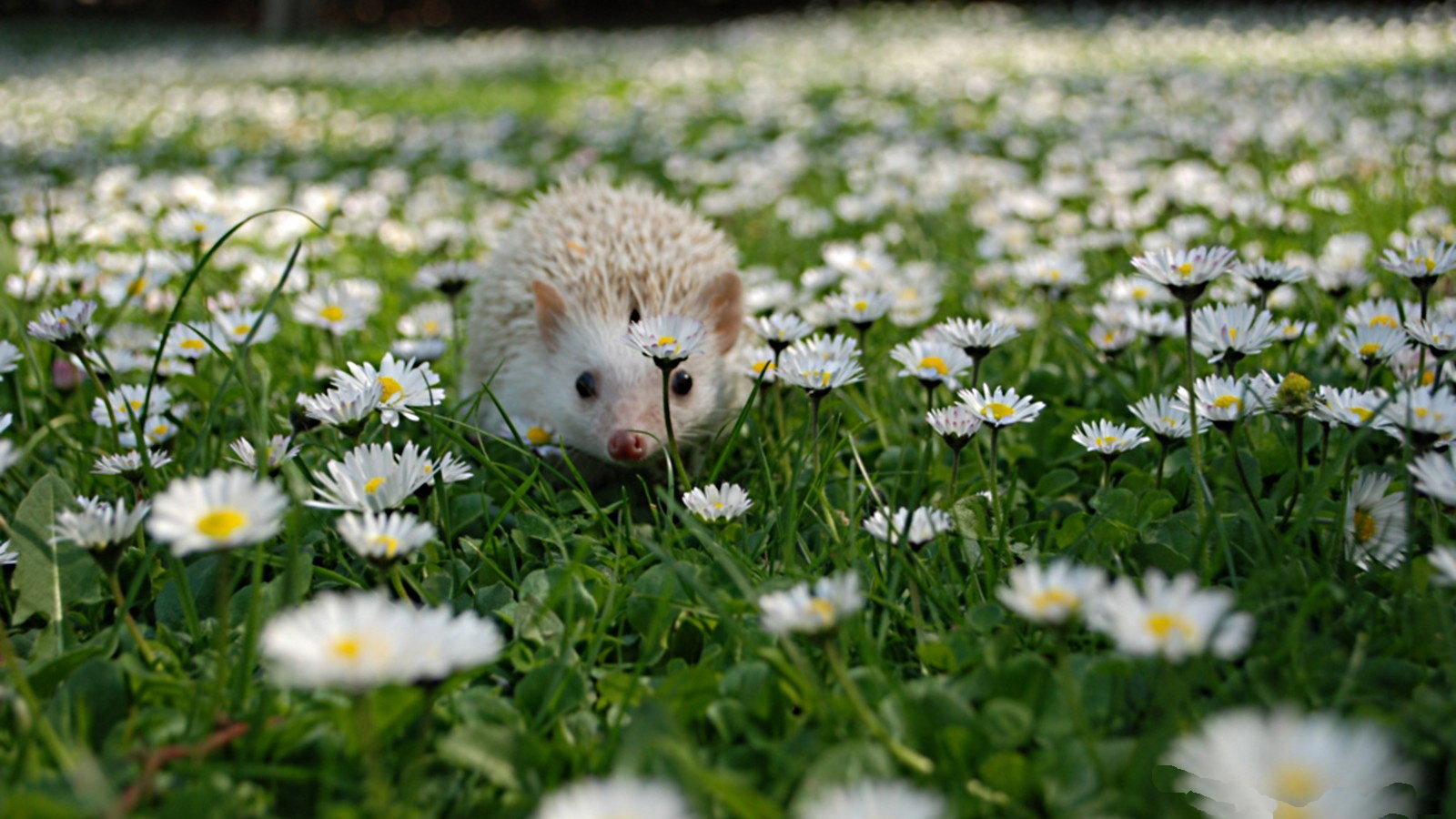 Awesome Hedgehog free wallpaper ID:241772 for hd 1600x900 PC