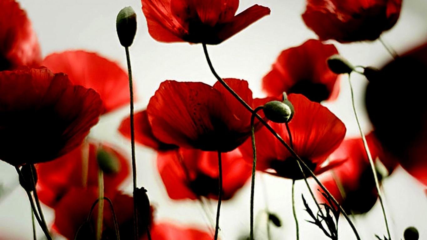 Free Poppy high quality wallpaper ID:99781 for hd 1366x768 computer