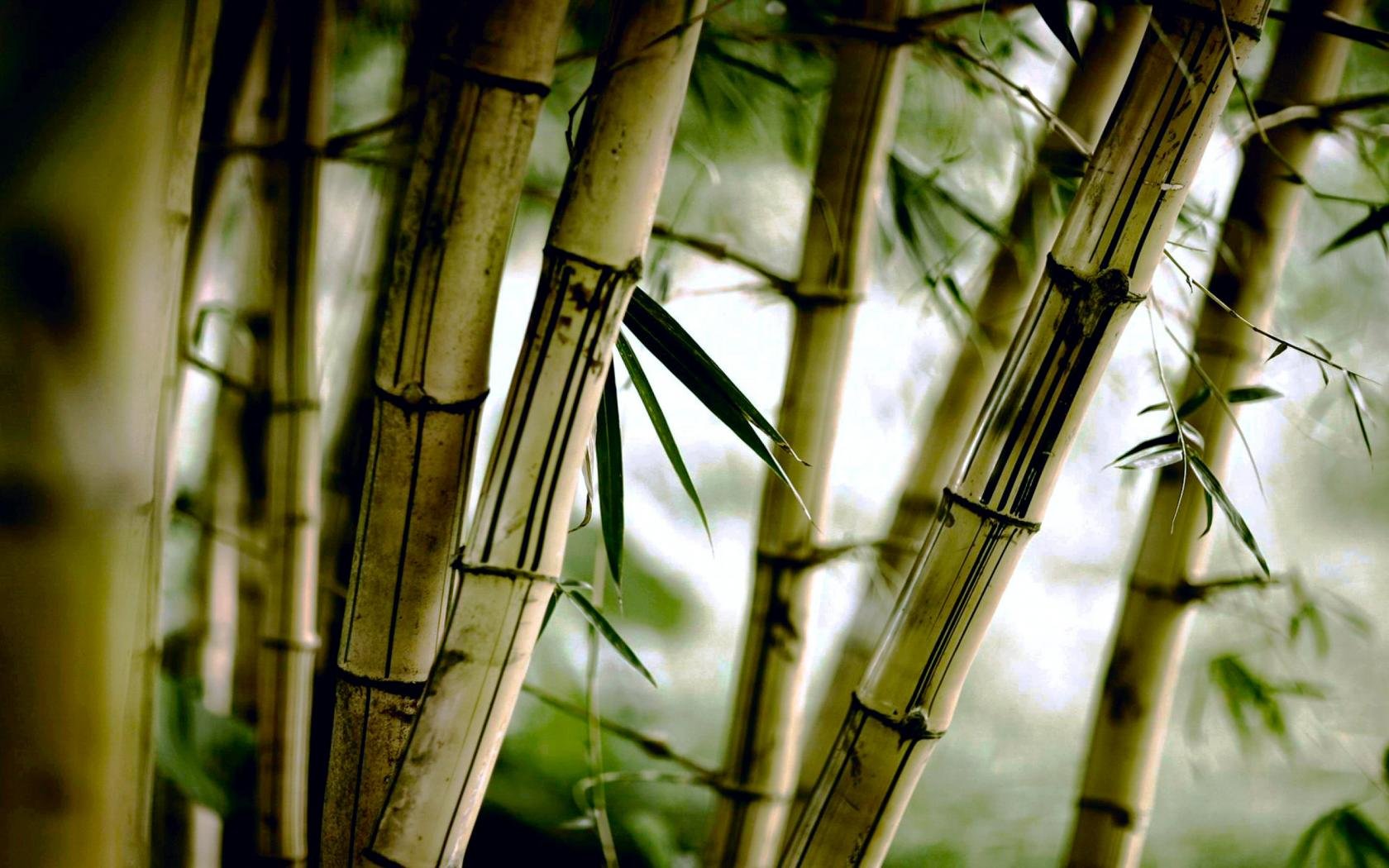 Best Bamboo background ID:246774 for High Resolution hd 1680x1050 computer