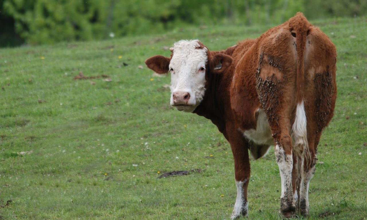 Awesome Cow free wallpaper ID:466852 for hd 1280x768 computer