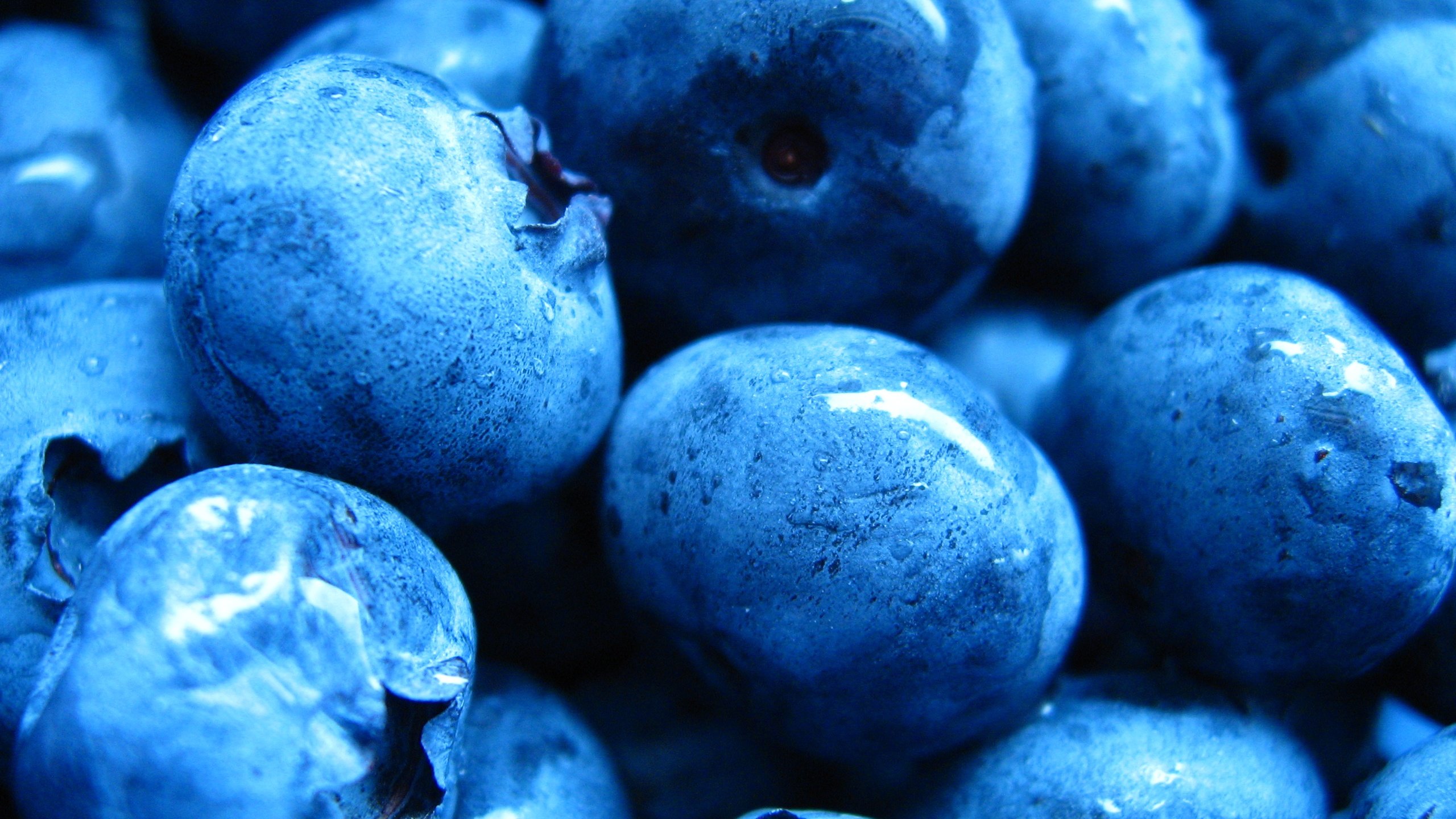 Free Blueberry high quality wallpaper ID:68991 for hd 2560x1440 desktop