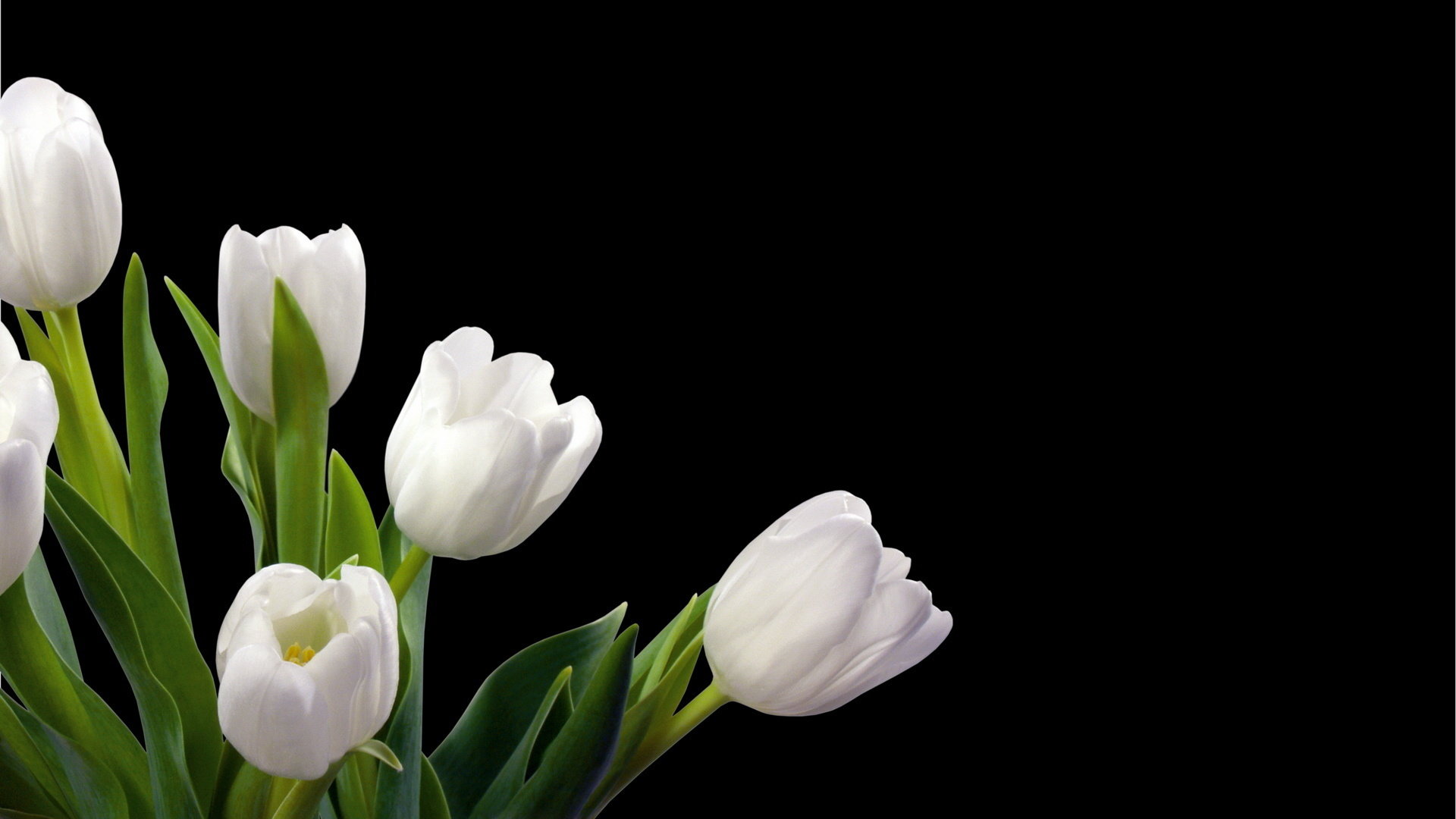 Best Tulip background ID:157160 for High Resolution hd 1080p PC